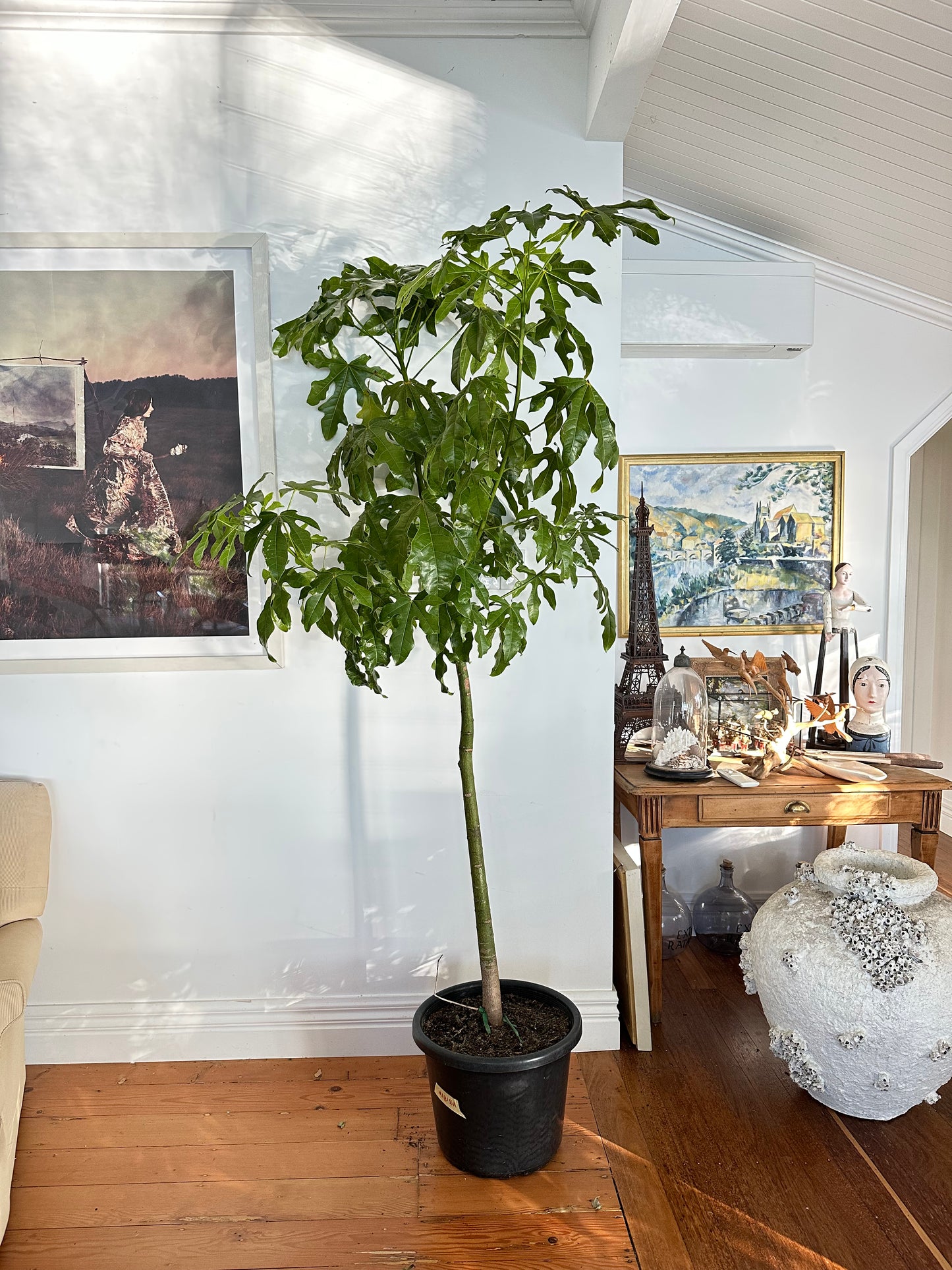 Illawarra Flame Tree / Brachychiton acerifolius/ Ø40cm / 2.1m / "Hugo"
