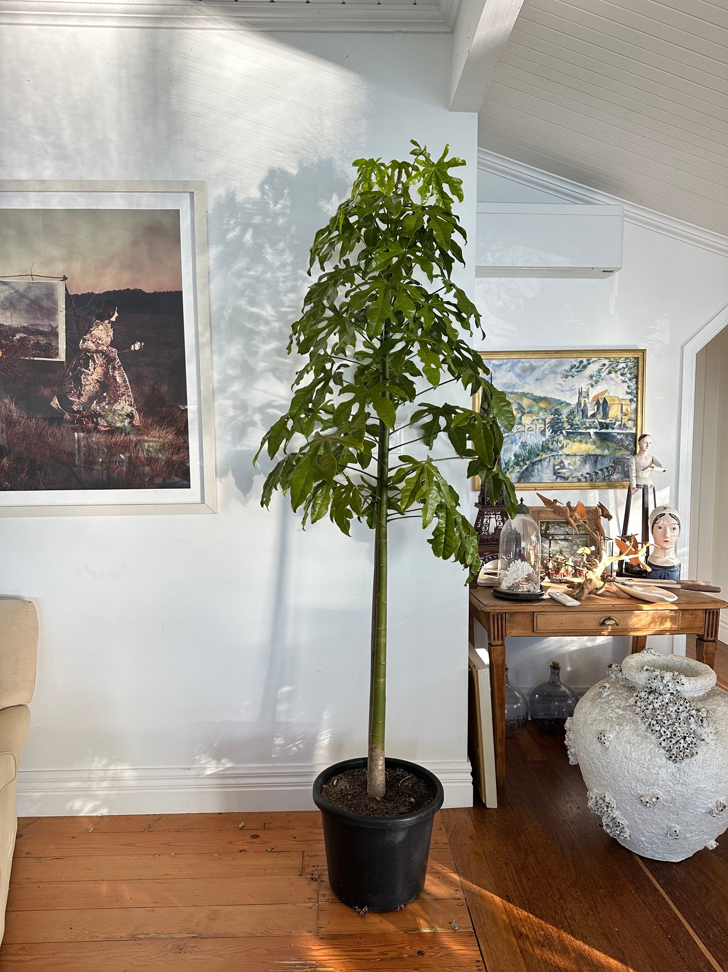 Illawarra Flame Tree / Brachychiton acerifolius/ Ø40cm / 2.3m h / "Clovis"