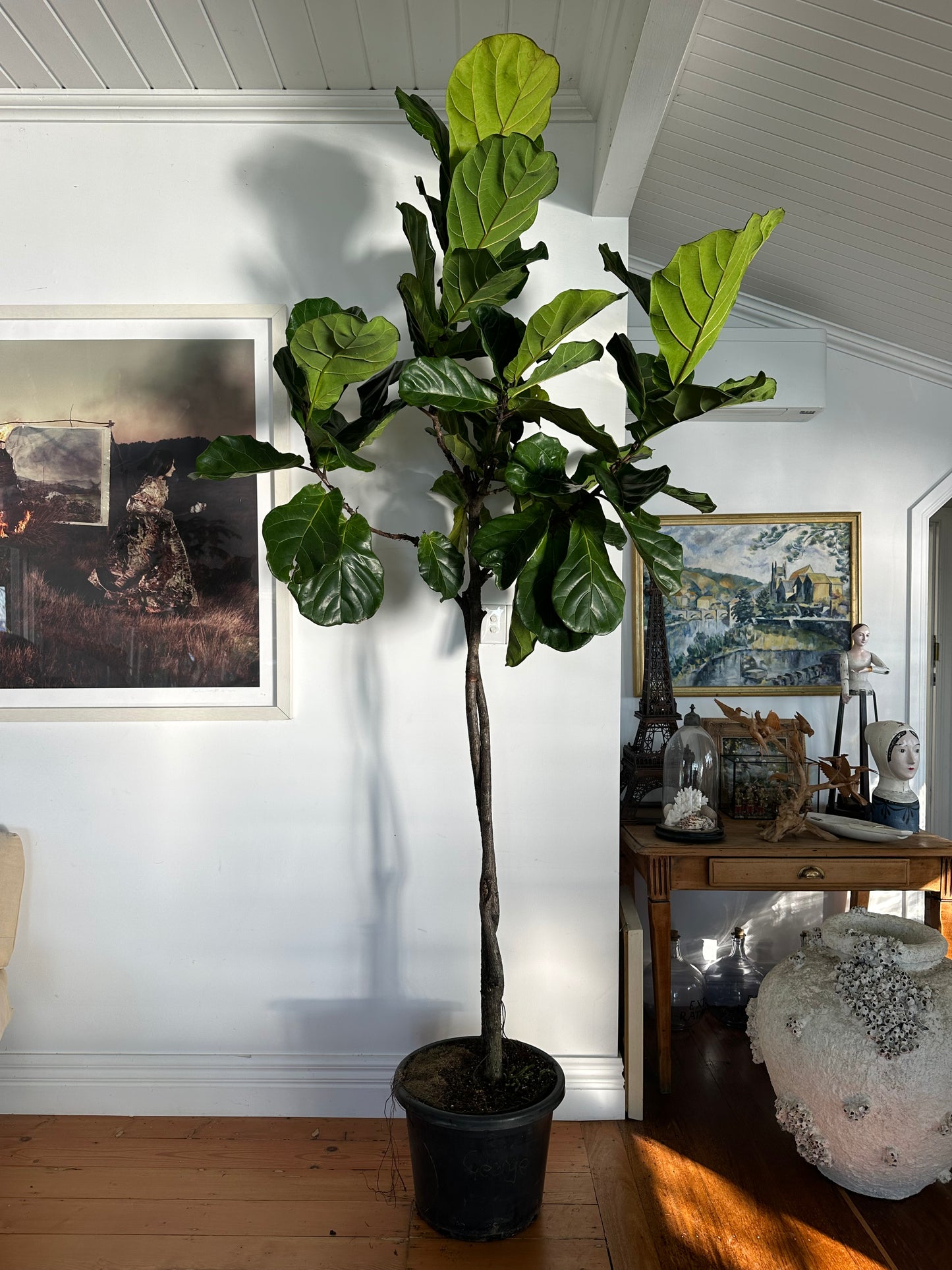 Fiddle Leaf Fig / Ficus lyrata / Ø40cm / 2.7m tall / "George"