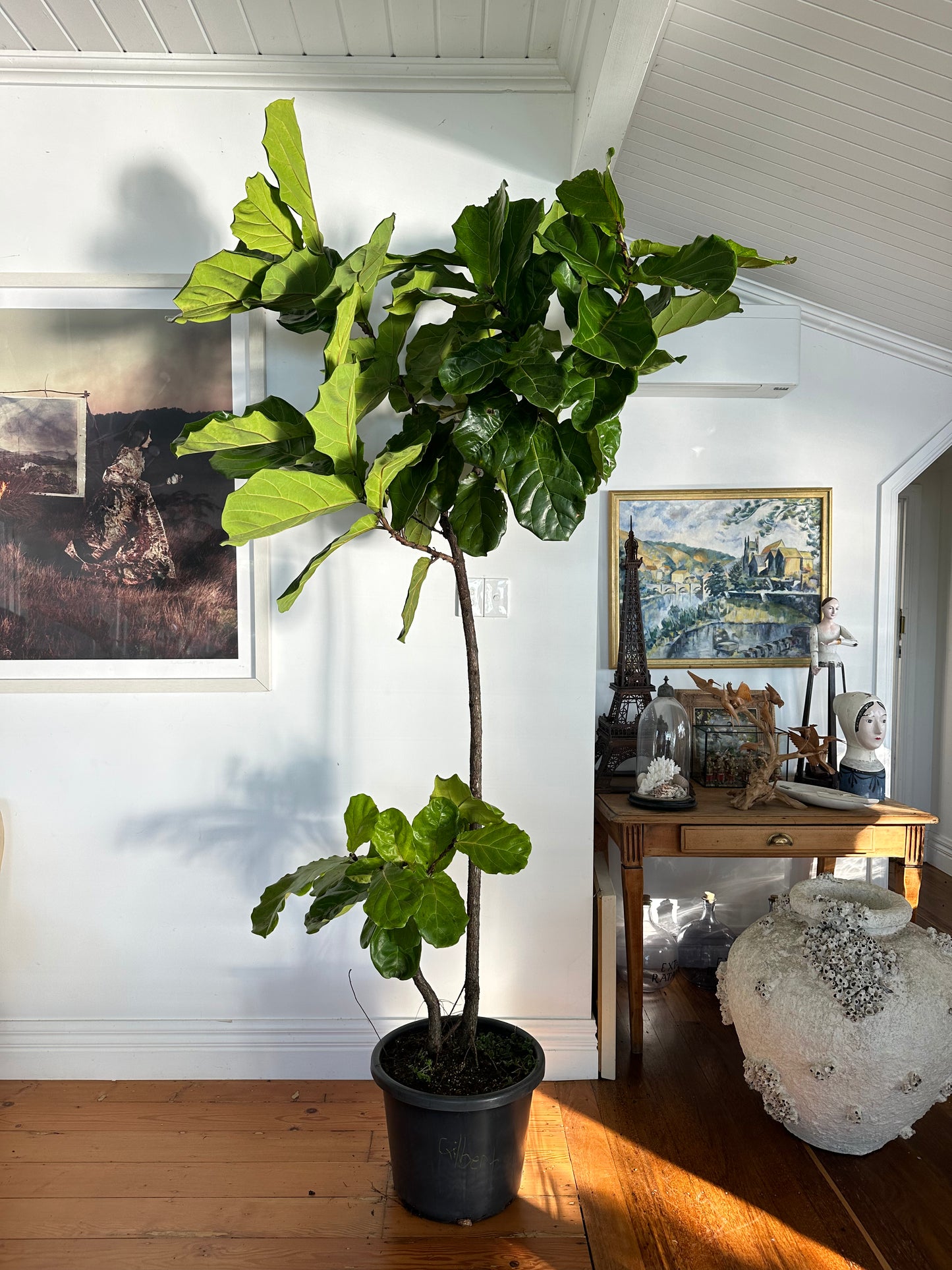 Fiddle Leaf Fig / Ficus lyrata / Ø40cm / 2.5m tall / "Gilbert"