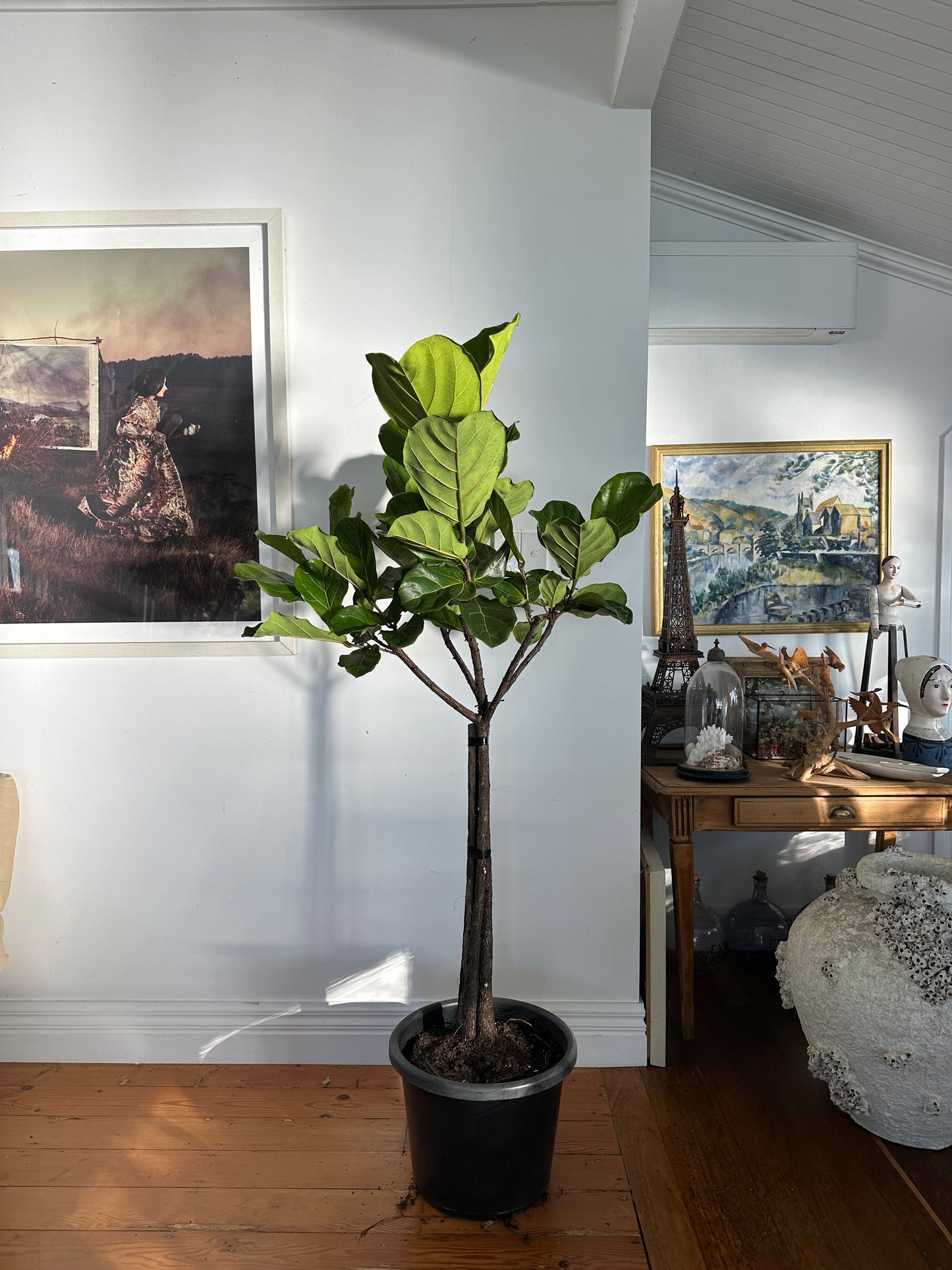 Fiddle Leaf Fig / Ficus lyrata / Ø40cm / 1.87m tall / "Werner"