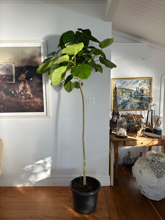 Umbrella Tree Fig / Ficus Umbellata / 2.4m tall / Ø40cm / "Jana"