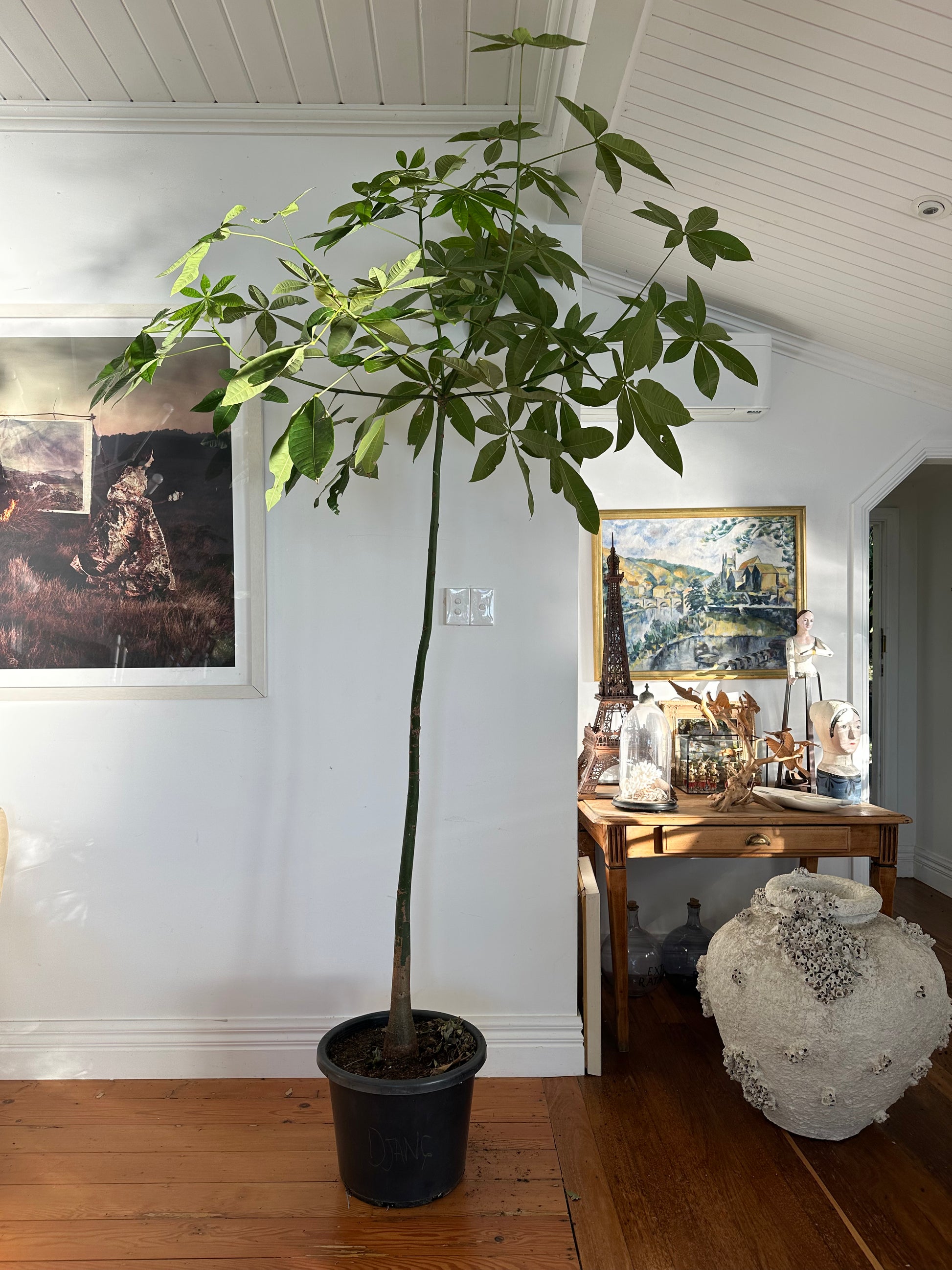 Pachira aquatica money tree 