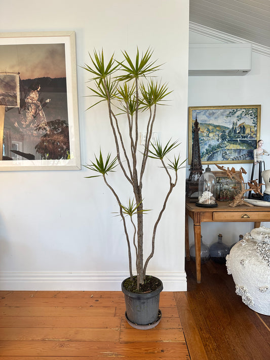 Dragon Tree / Dracaena marginata / Ø30cm / 2m tall / "Chris"
