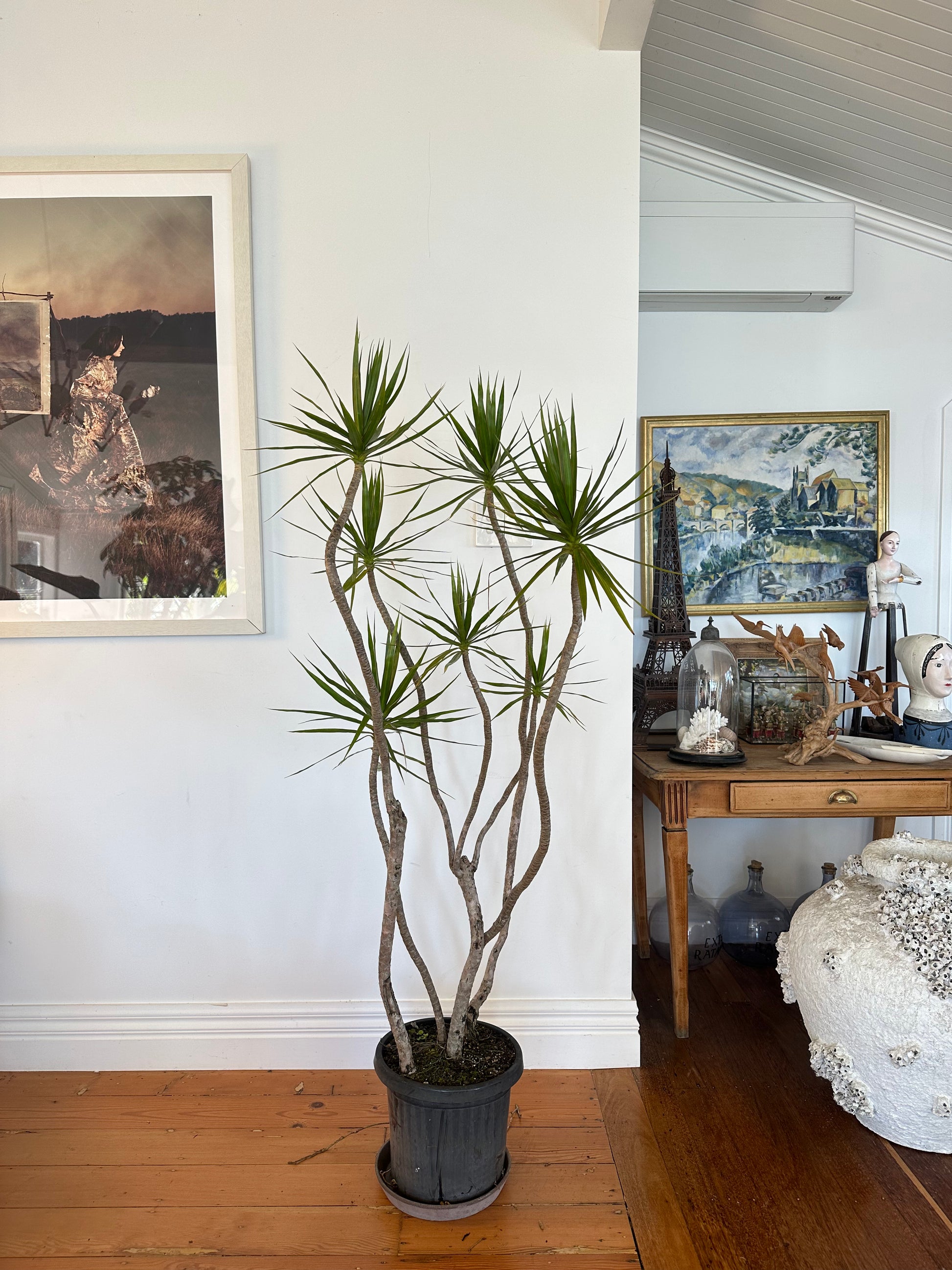 Dracaena marginata Dragon tree
