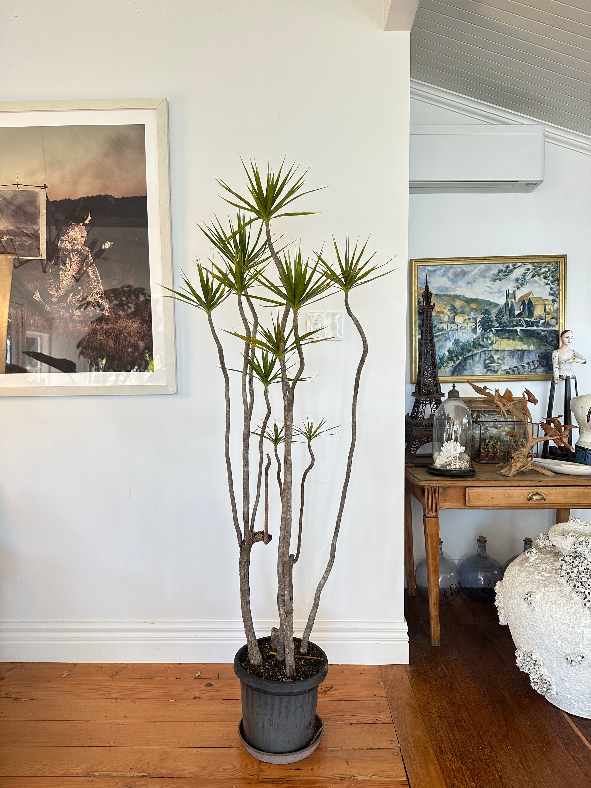 Dracaena marginata Dragon tree