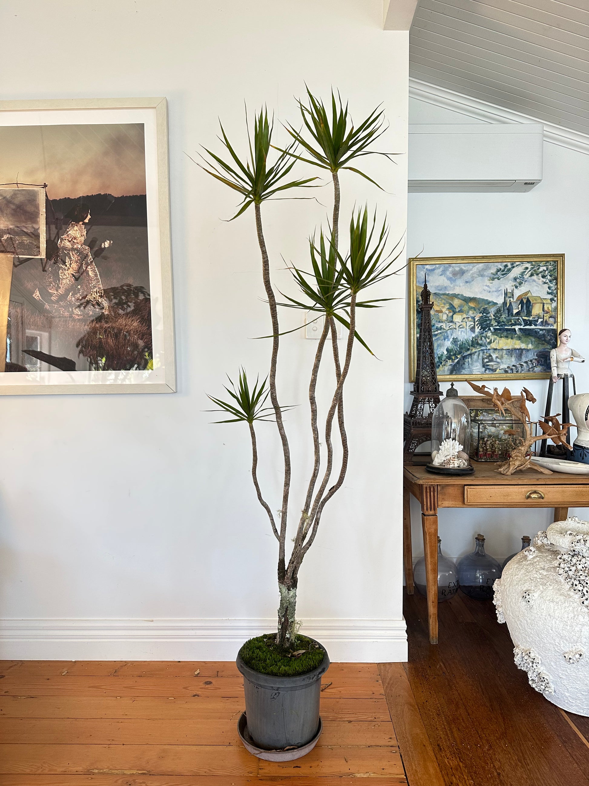 Dracaena marginata Dragon tree