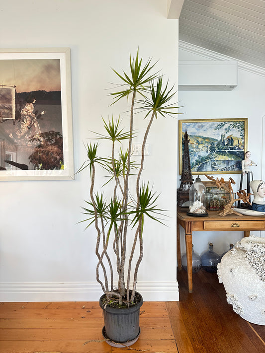 Dracaena marginata Dragon tree