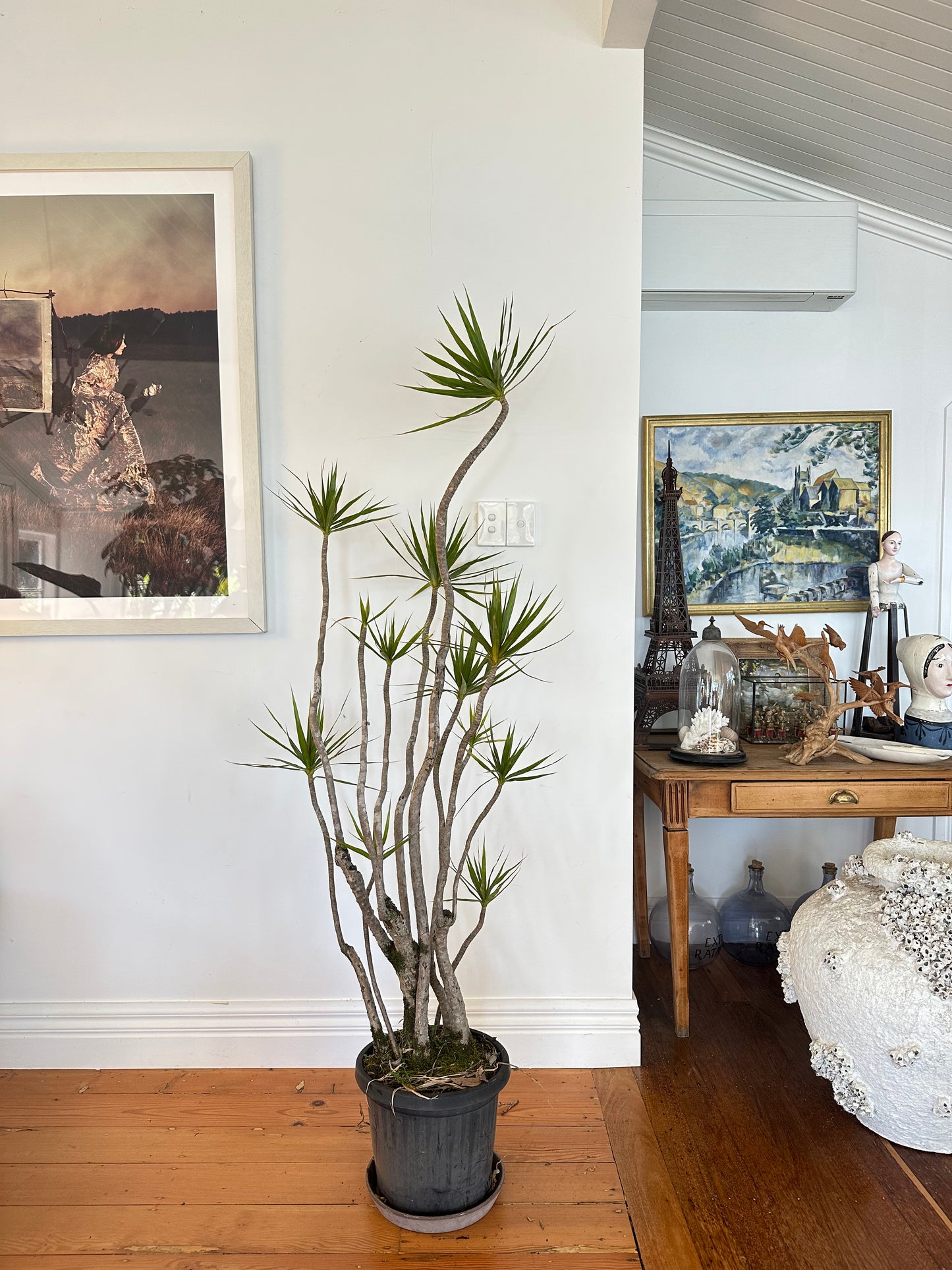 dragon tree dracaena marginata  