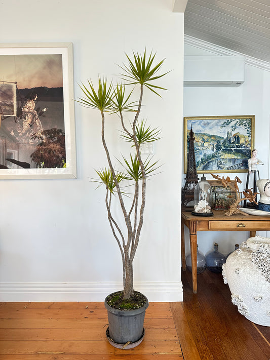 dragon tree dracaena marginata  
