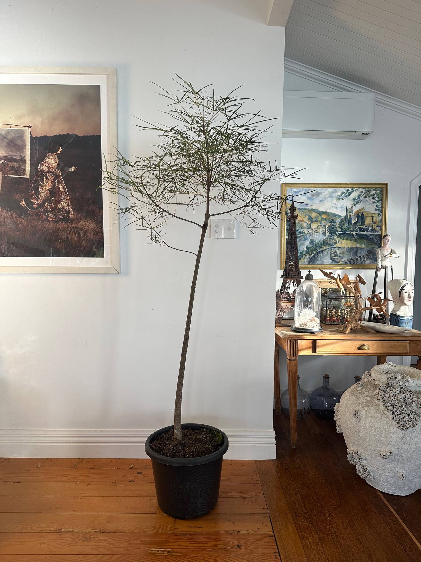 Bottle Tree / Brachychiton rupestris / Ø40cm / 1.9m tall / "Hector"