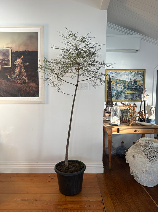 Bottle Tree / Brachychiton rupestris / Ø40cm / 1.9m tall / "Hector"