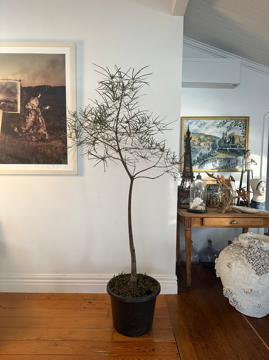 Bottle Tree / Brachychiton rupestris / Ø40cm / 1.85m tall / "Zoe"