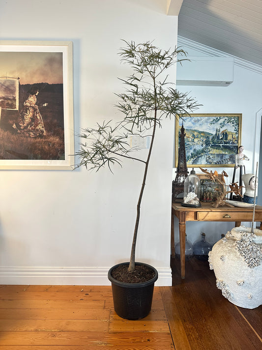 Bottle Tree / Brachychiton rupestris / Ø40cm / 1.9m tall / "Erica"