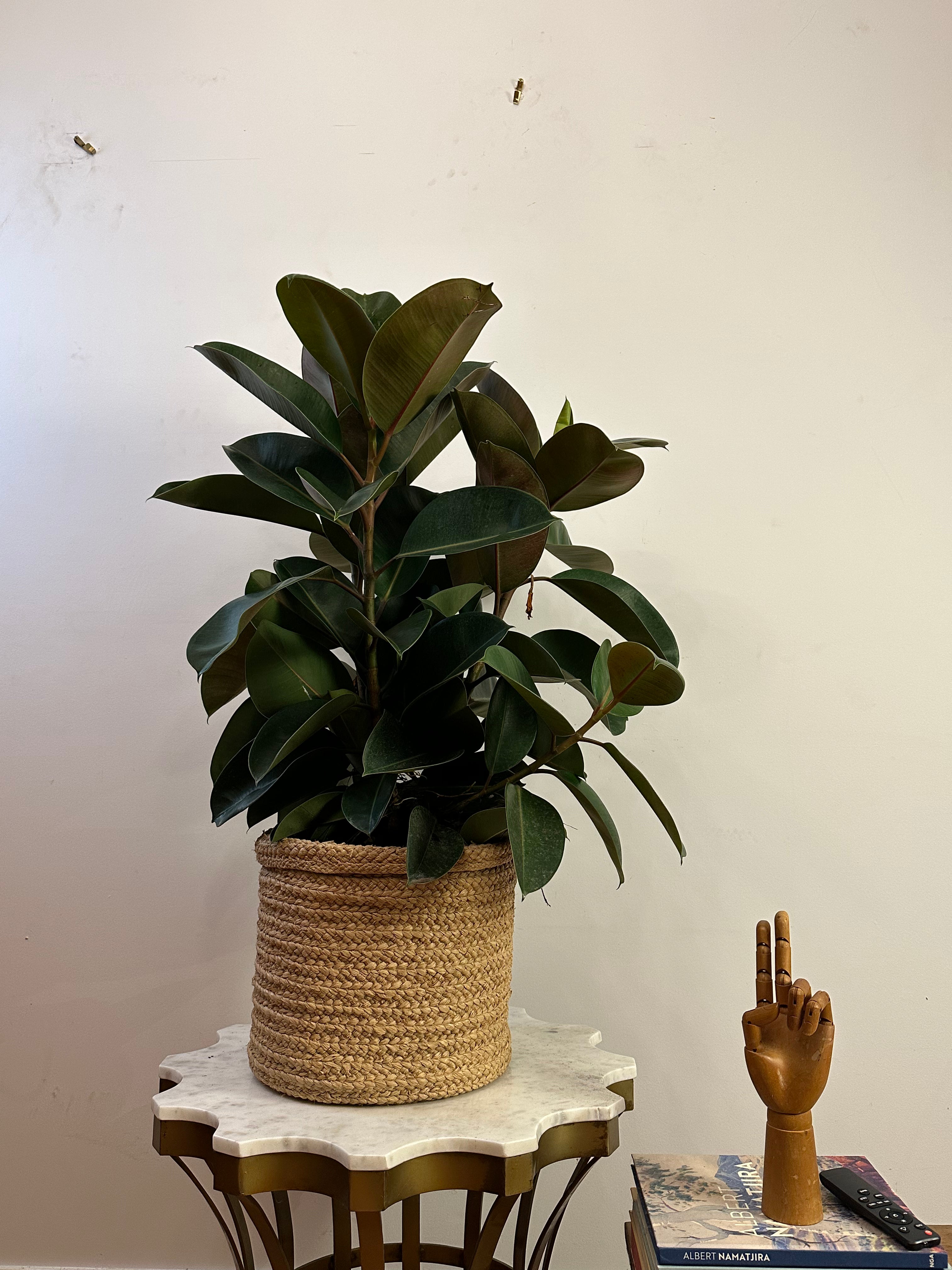 Ficus elastica Robusta (Green Rubber Plant) Medium