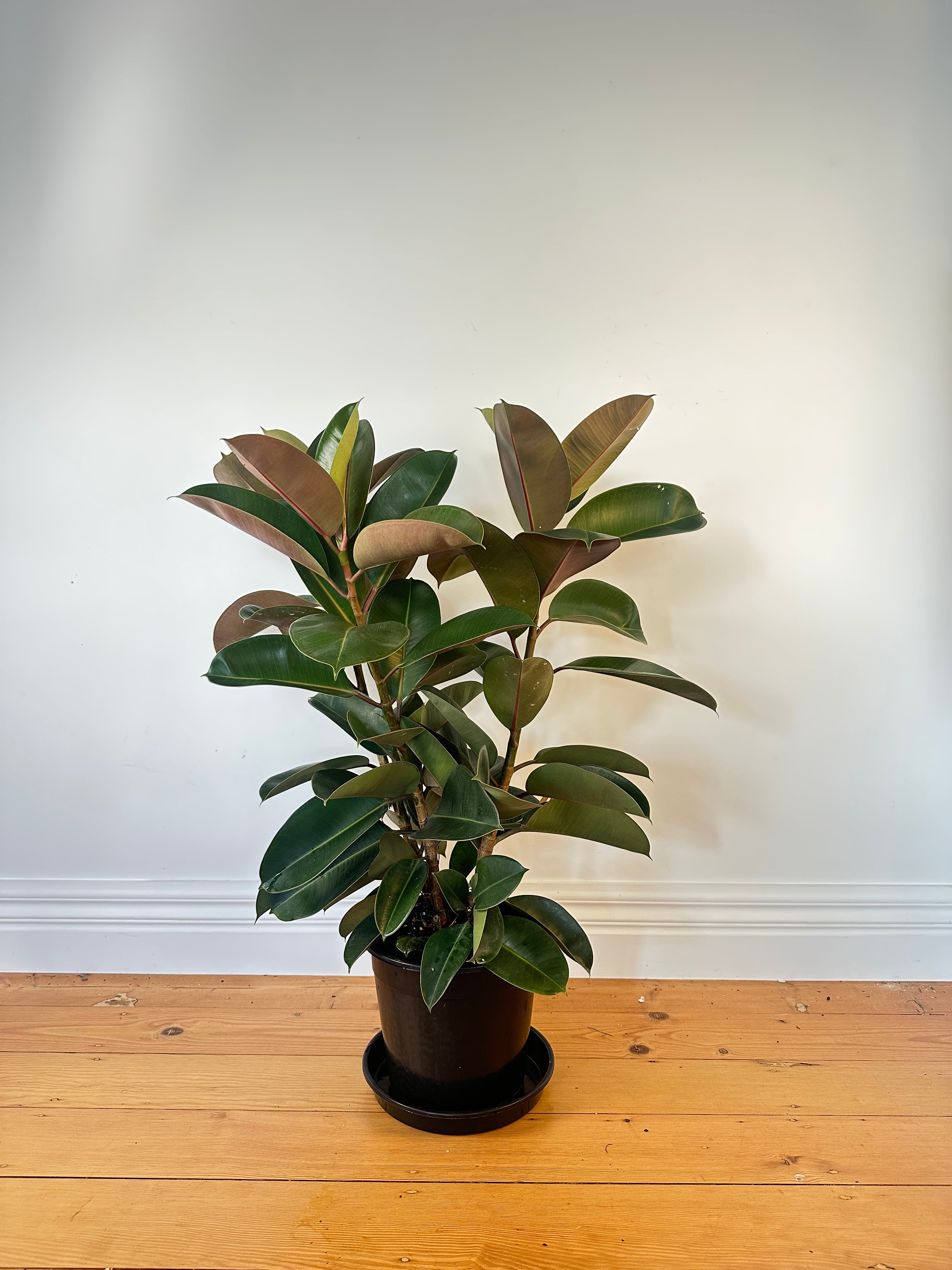 Ficus elastica Robusta (Green Rubber Plant) Medium