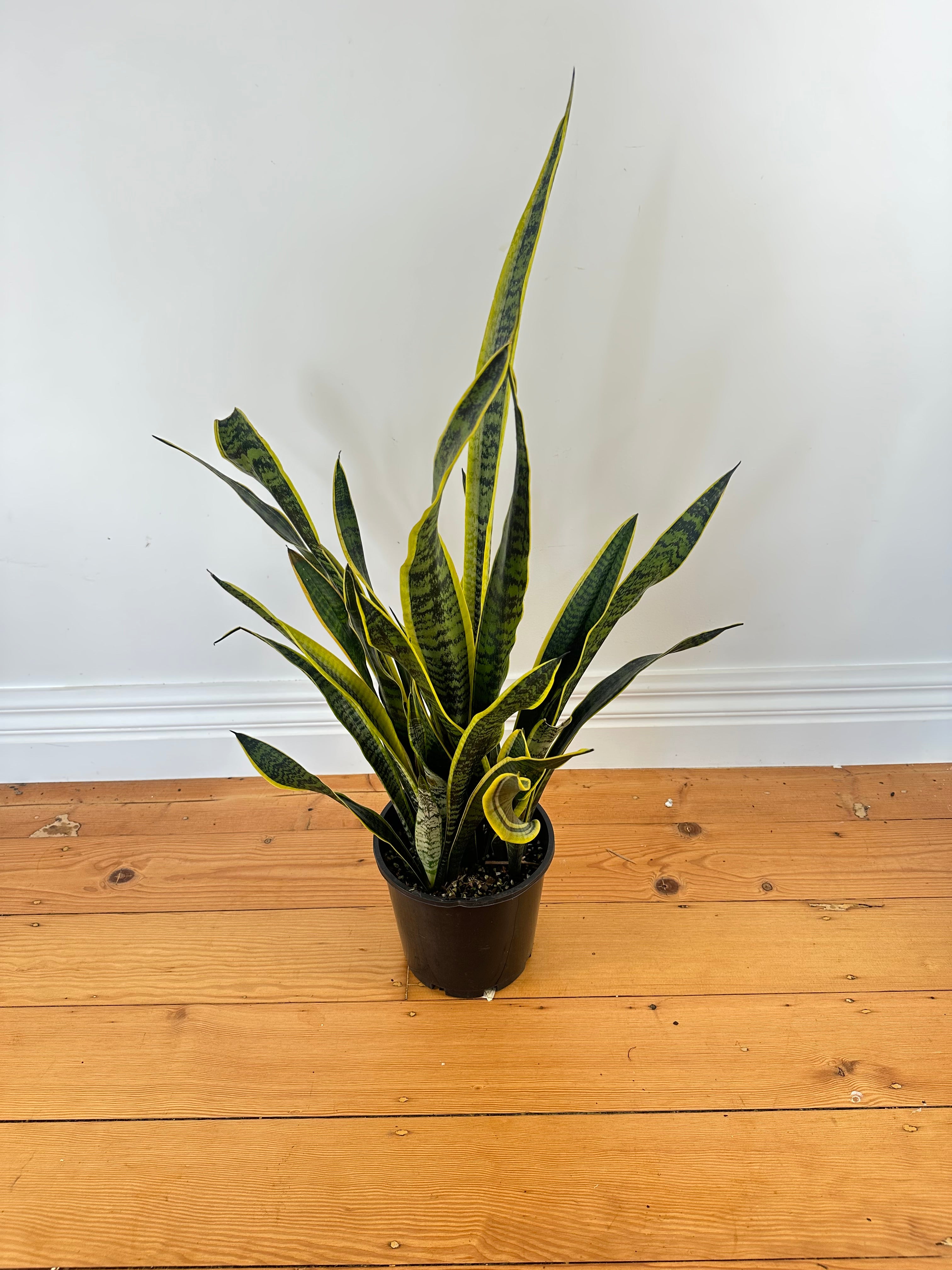 Dracaena trifasciata Laurentii (Snake Plant) Small