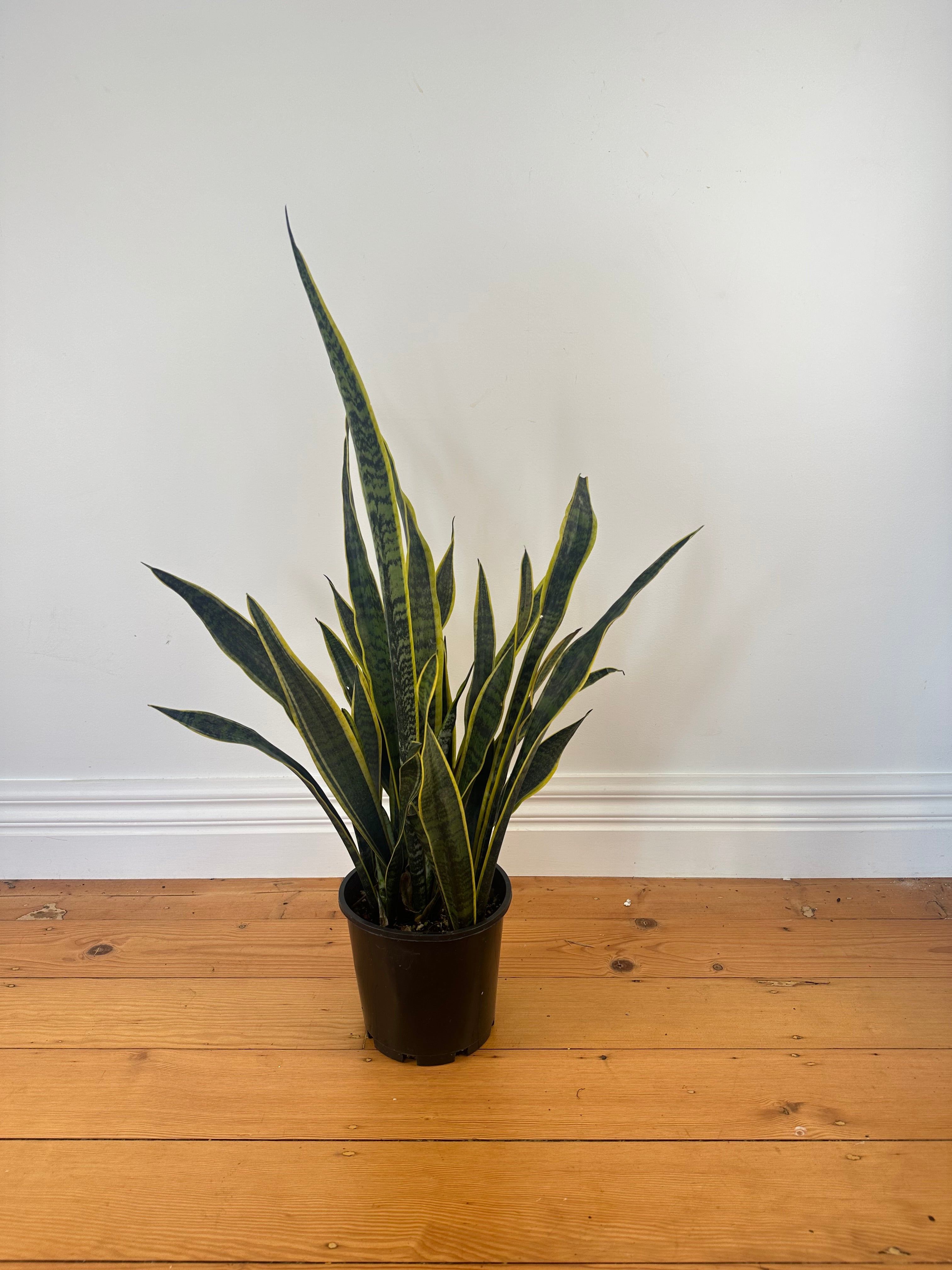 Dracaena trifasciata Laurentii (Snake Plant) Small