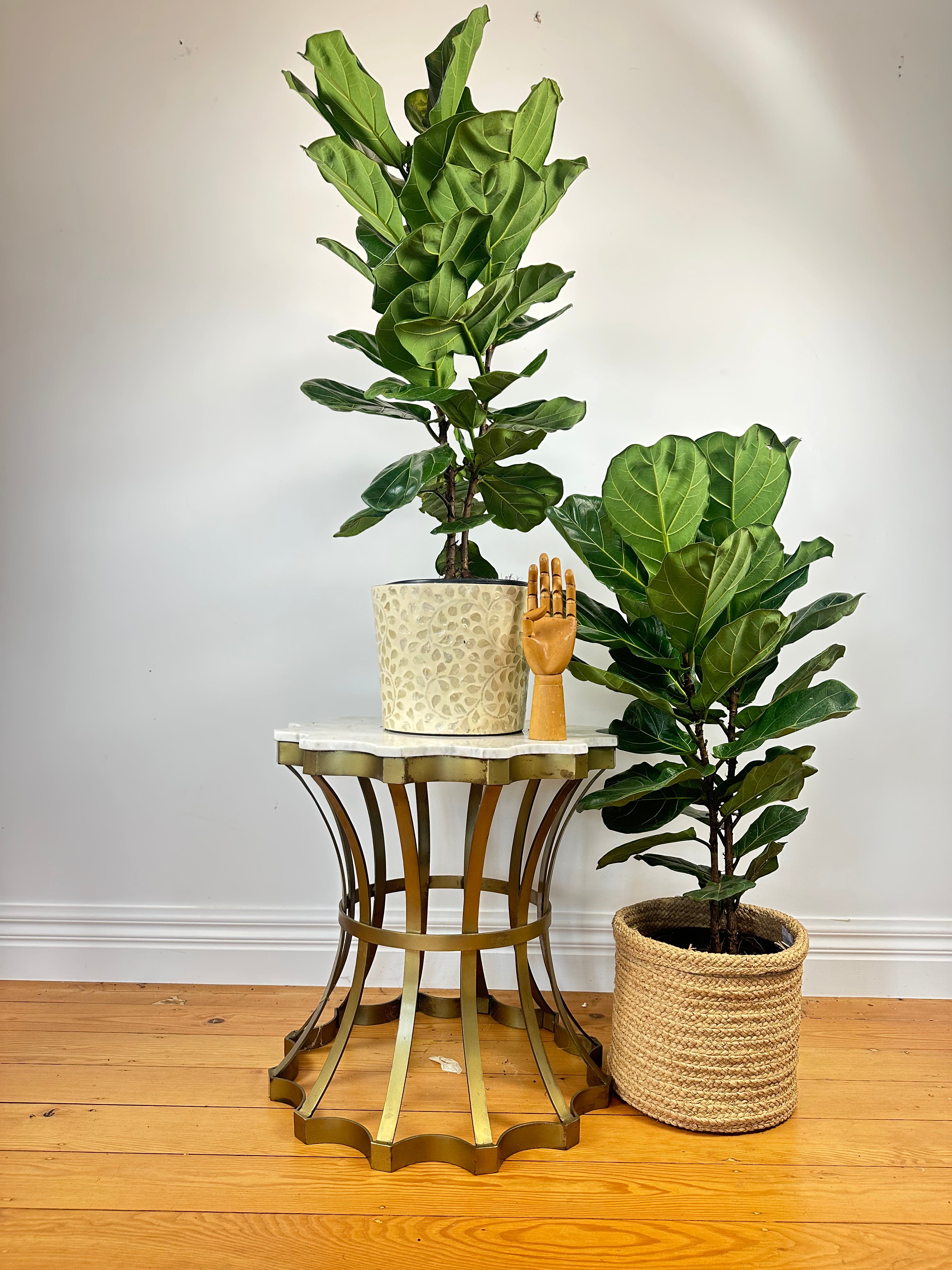 Ficus lyrata (Fiddle Leaf Fig) Medium