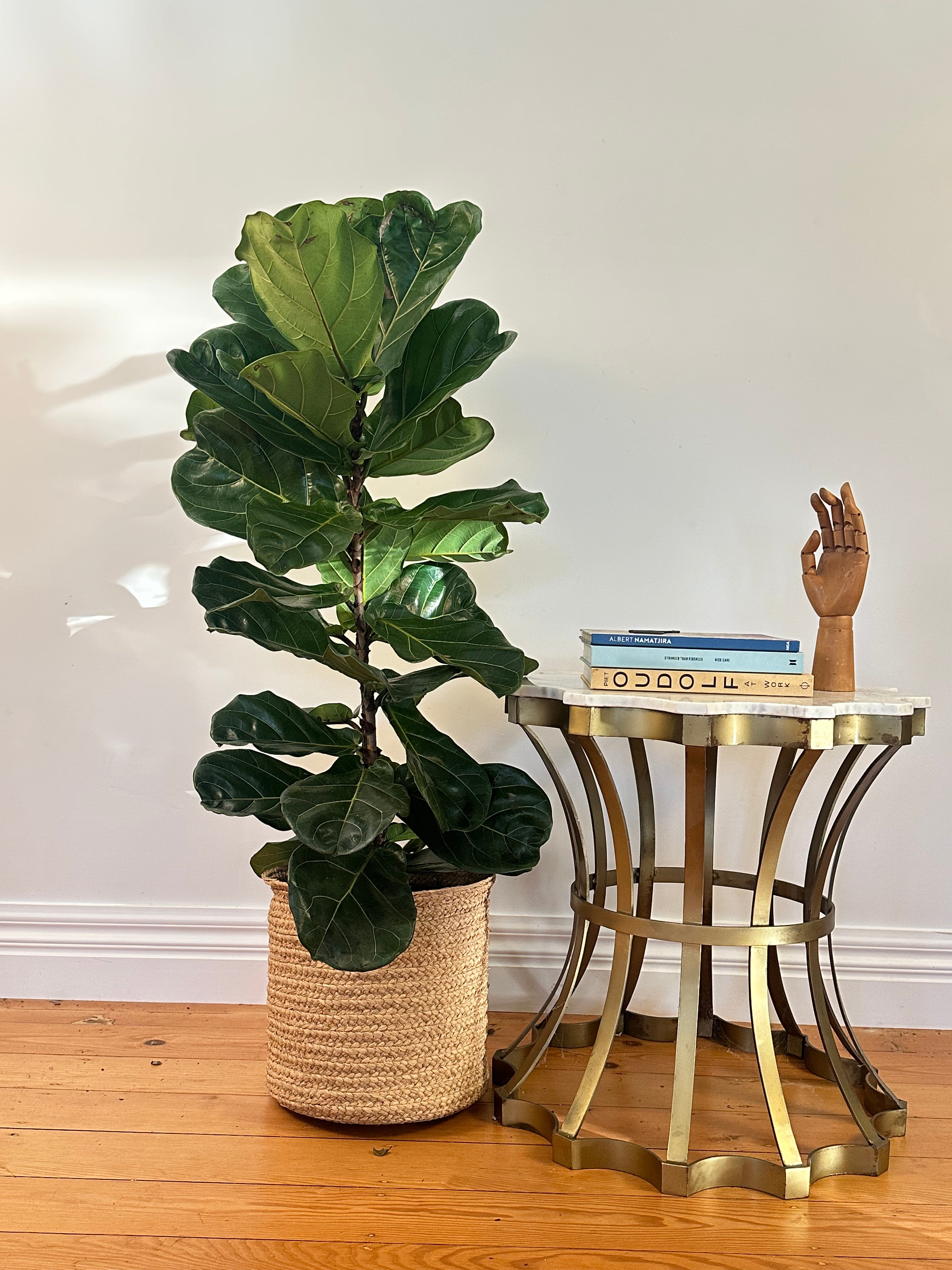 Ficus lyrata (Fiddle Leaf Fig) Large