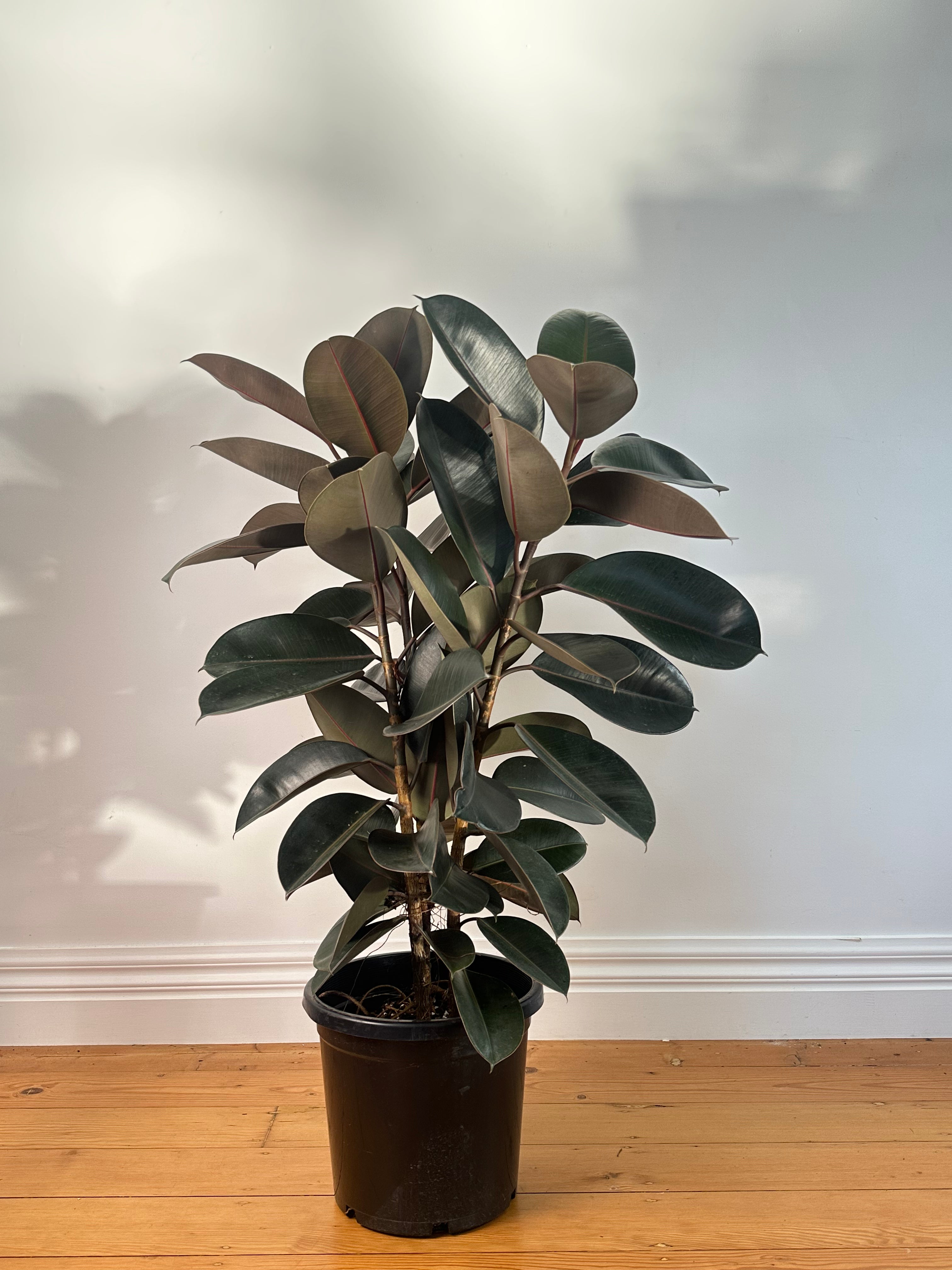 Ficus elastica "burgundy" (Burgundy Rubber Plant) Large