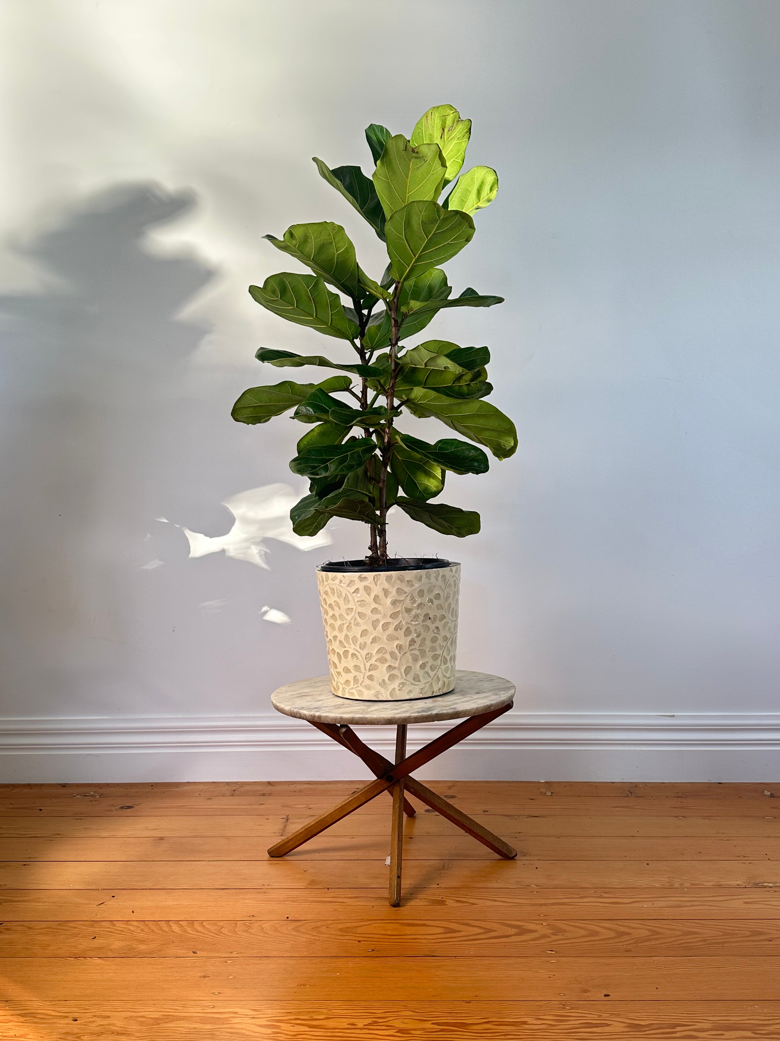 Ficus lyrata (Fiddle Leaf Fig) Medium