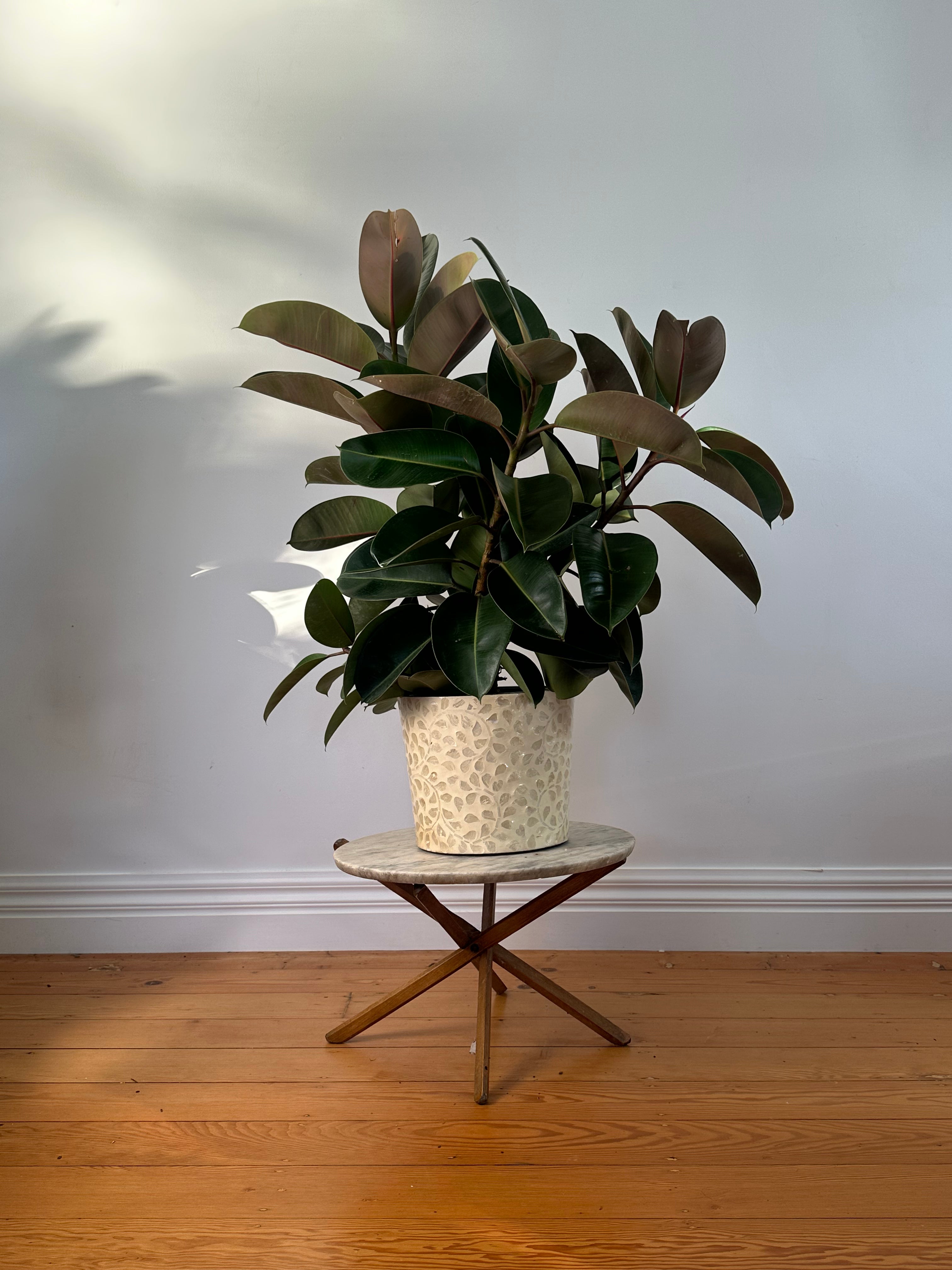 Ficus elastica Robusta (Green Rubber Plant) Medium