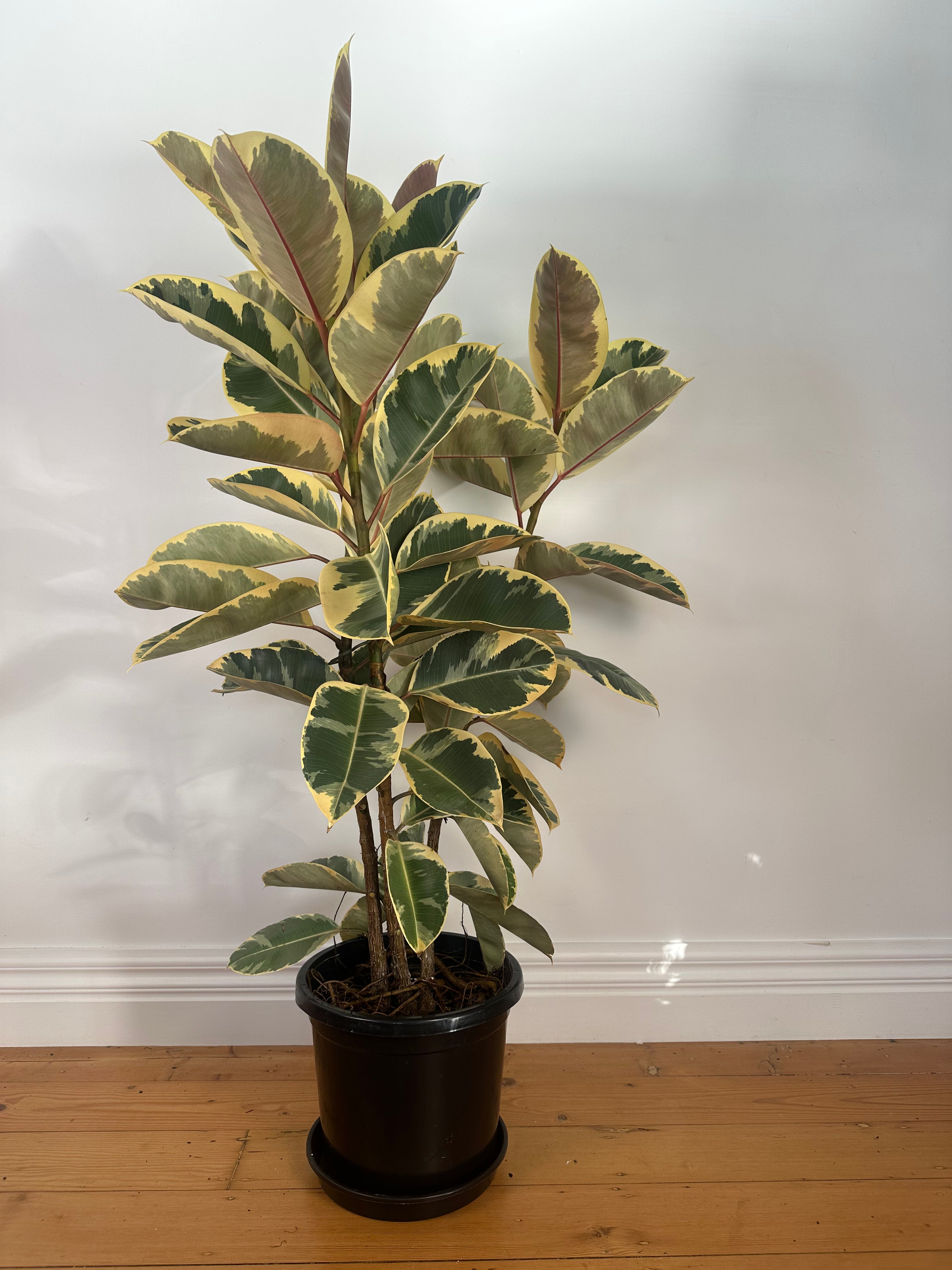 Ficus elastica "Tineke" (Variegated Rubber Plant) Large