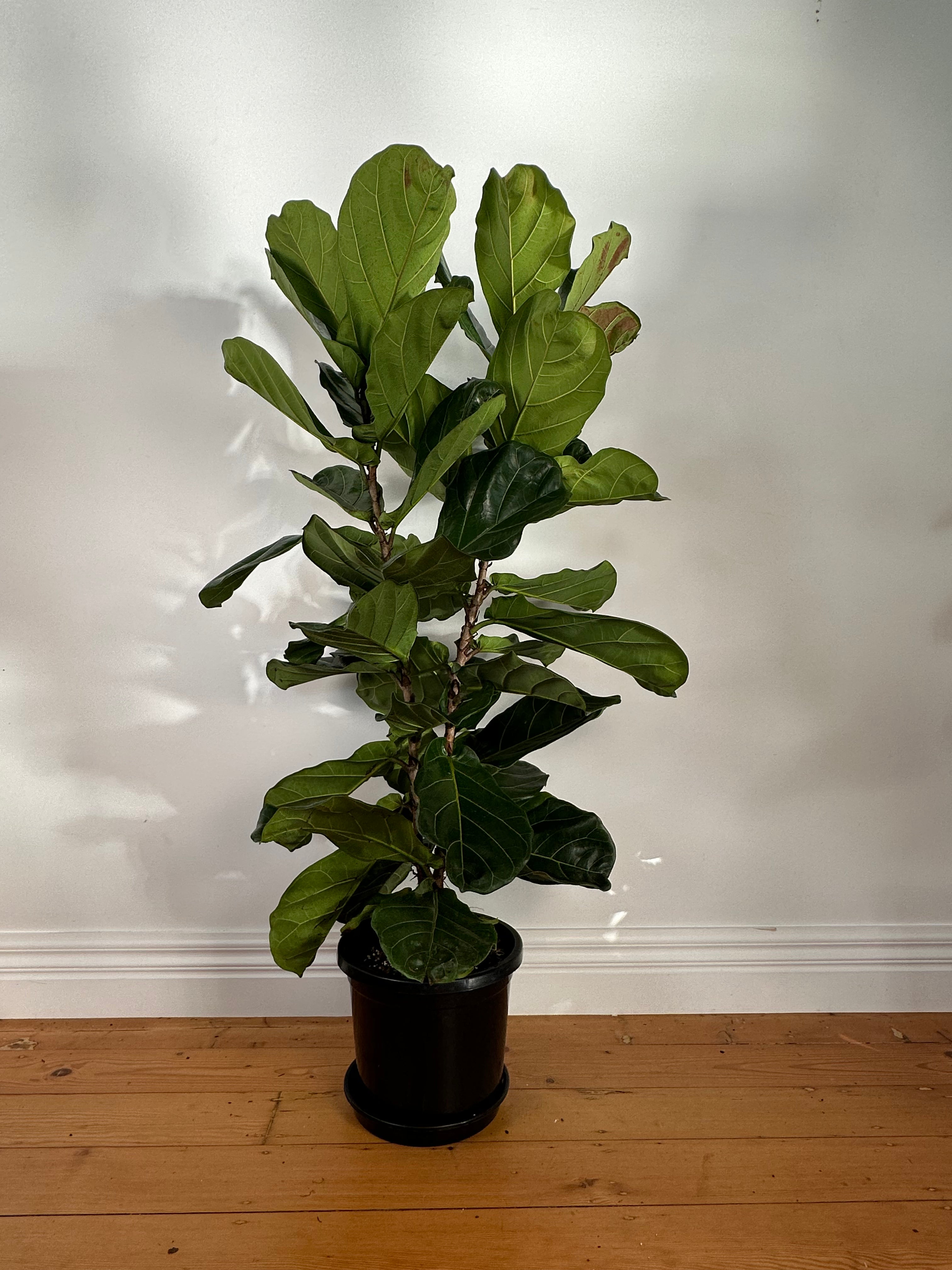 Ficus lyrata (Fiddle Leaf Fig) Large