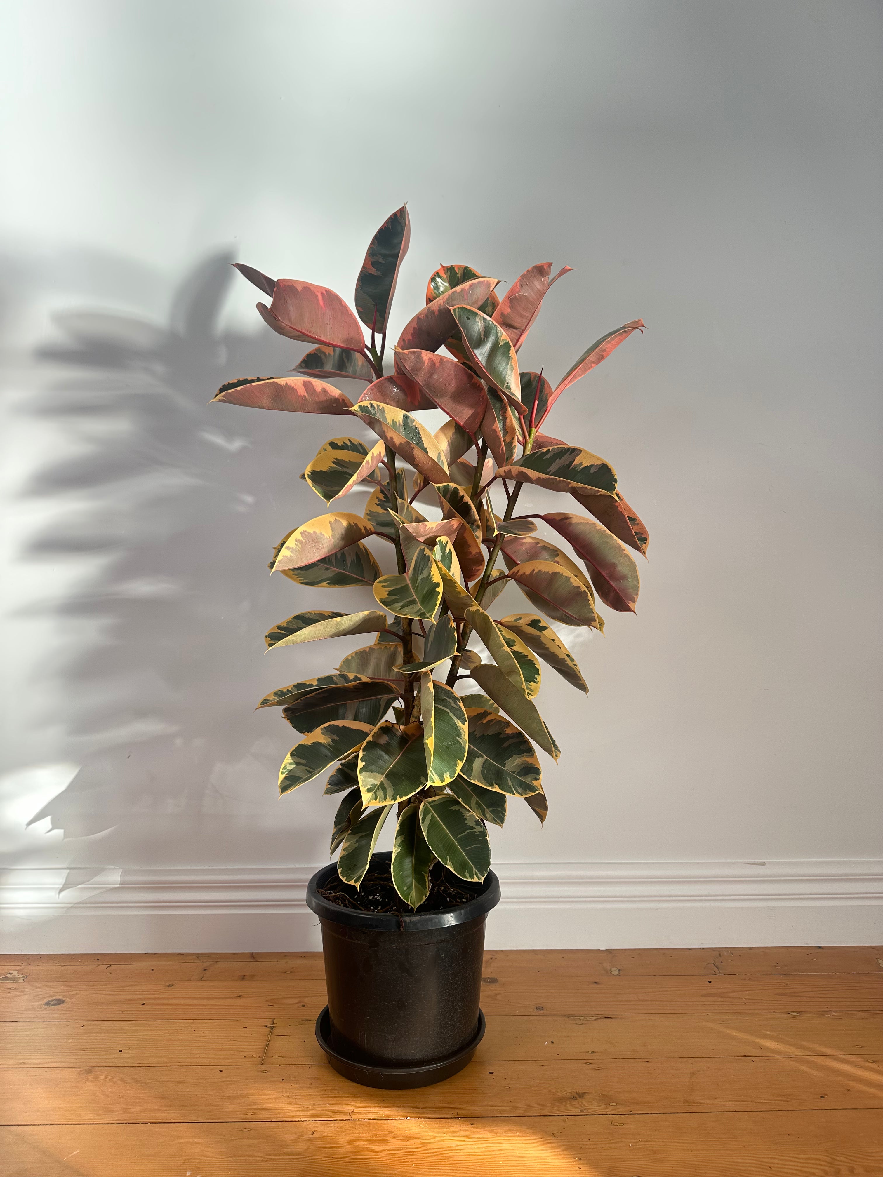 Ficus elastica Tineke ruby (Variegated Rubber Plant) Large