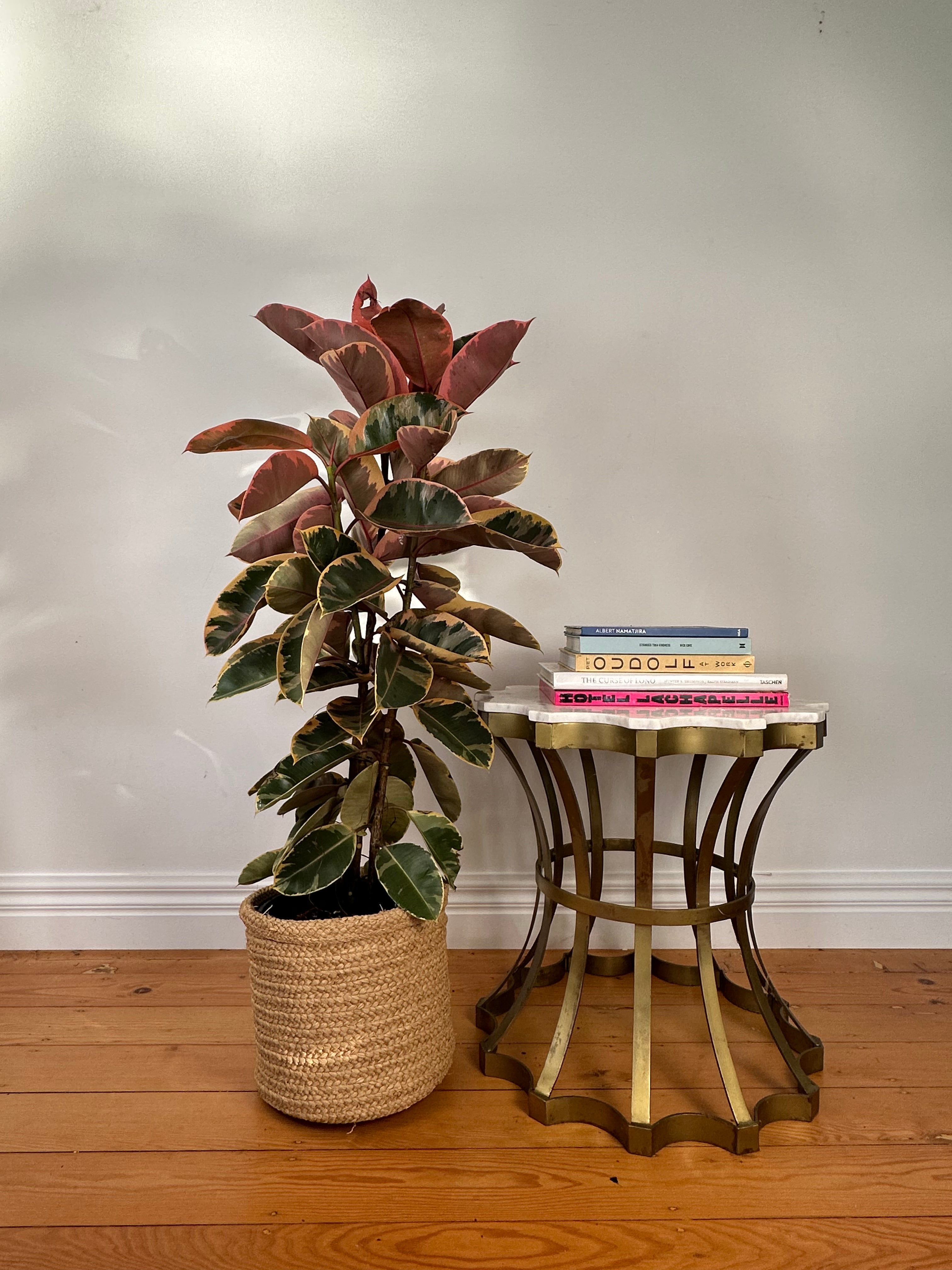 Ficus elastica Tineke ruby (Variegated Rubber Plant) Large