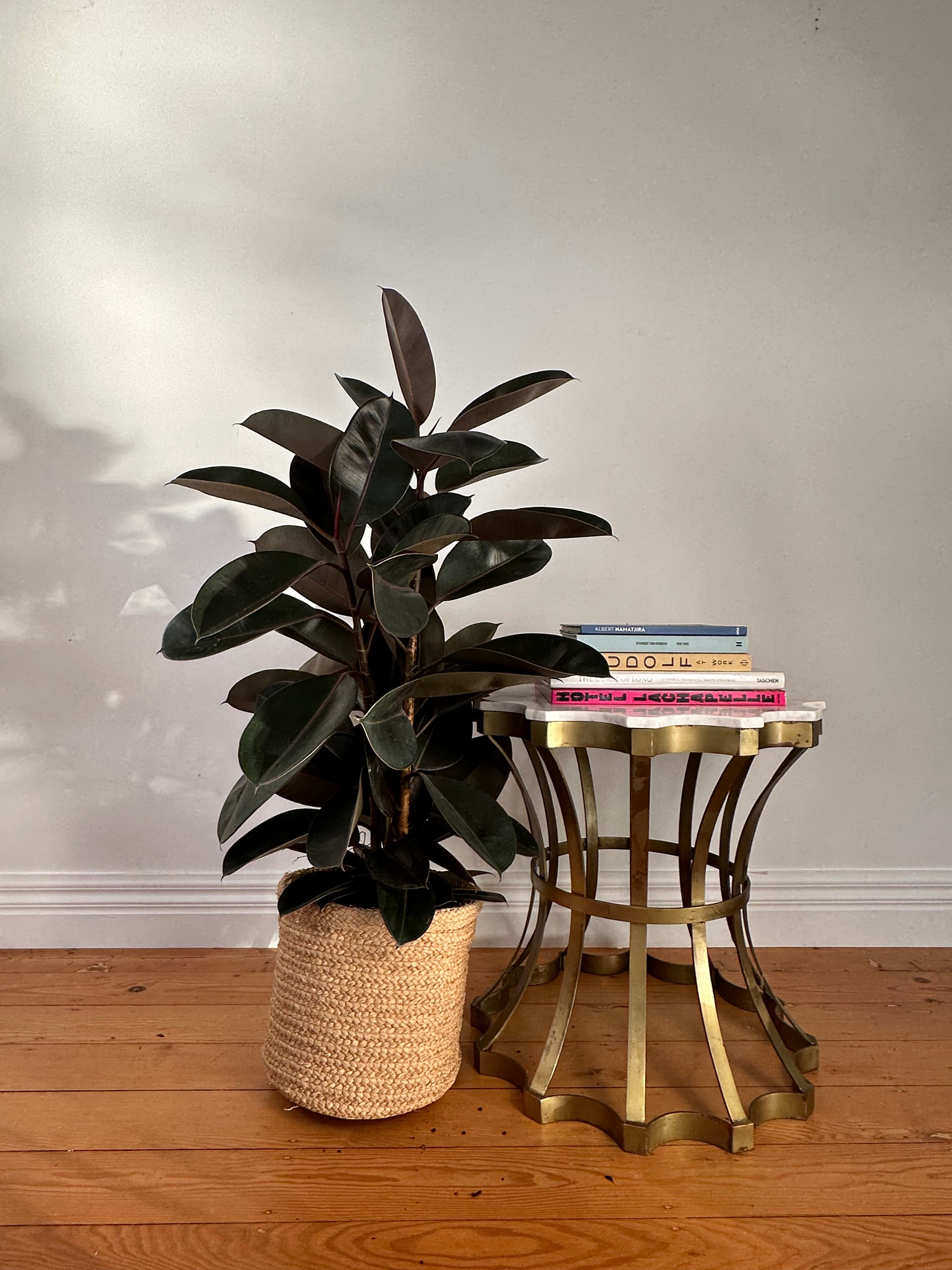 Ficus elastica "burgundy" (Burgundy Rubber Plant) Large