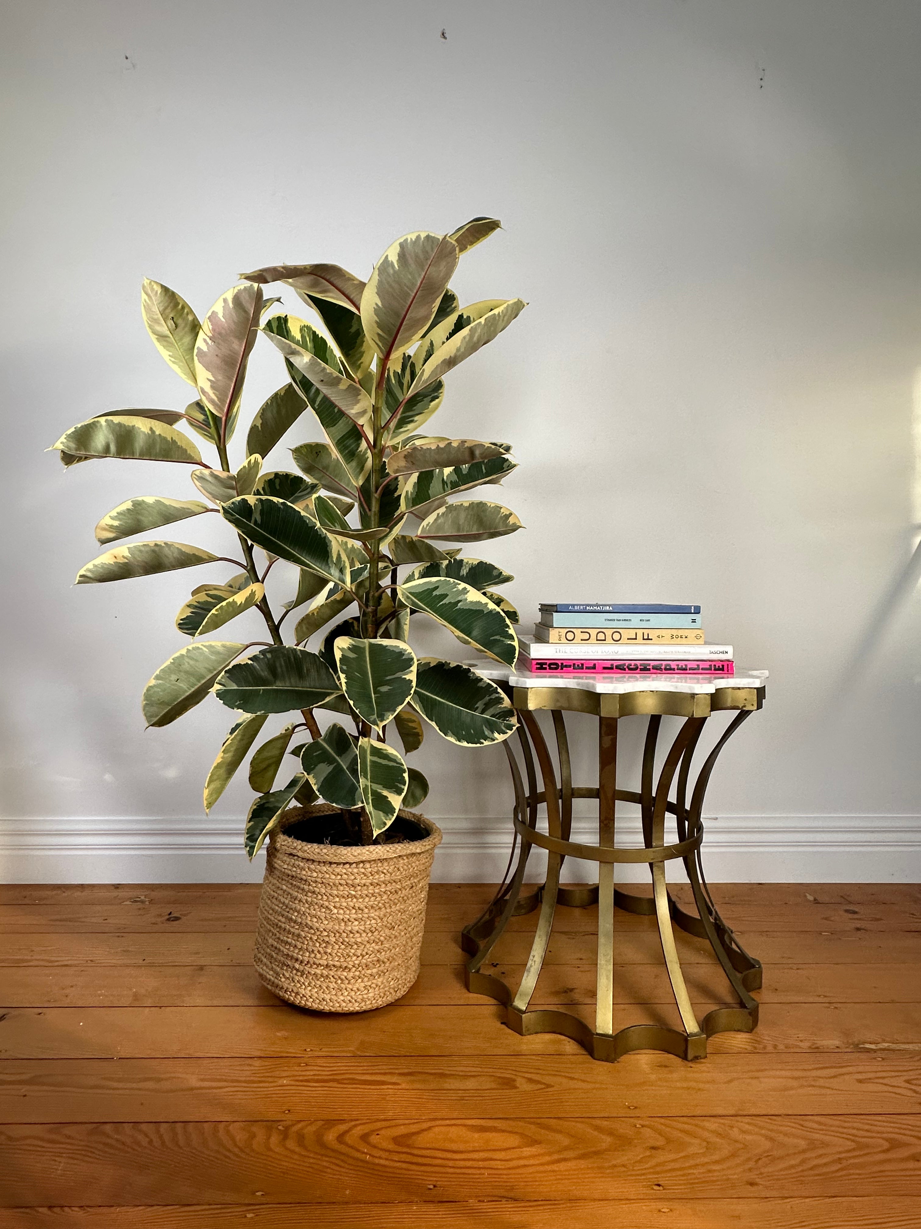 Ficus elastica "Tineke" (Variegated Rubber Plant) Large