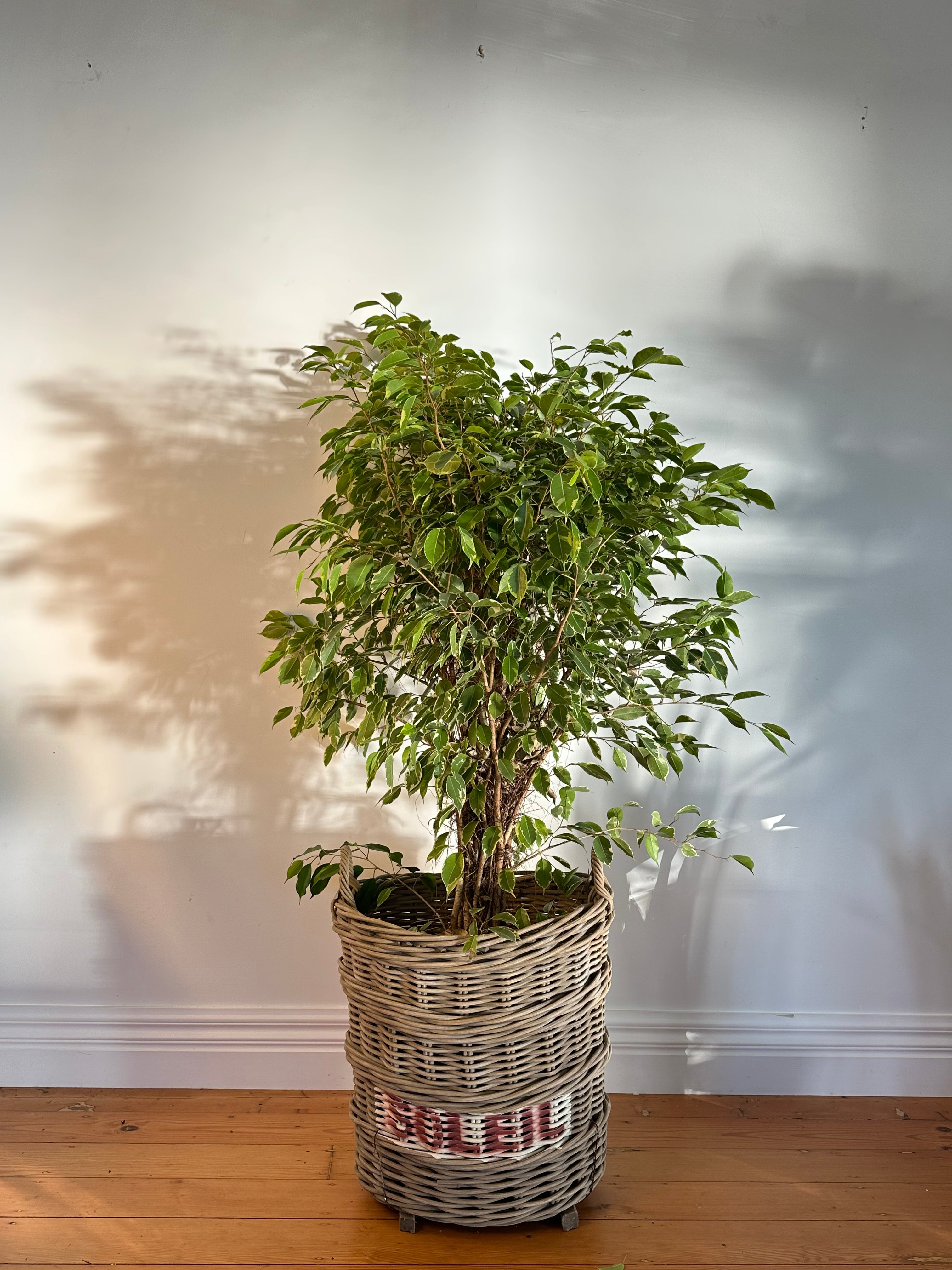 Ficus Benjamina variegated (Weeping Fig) Extra Large