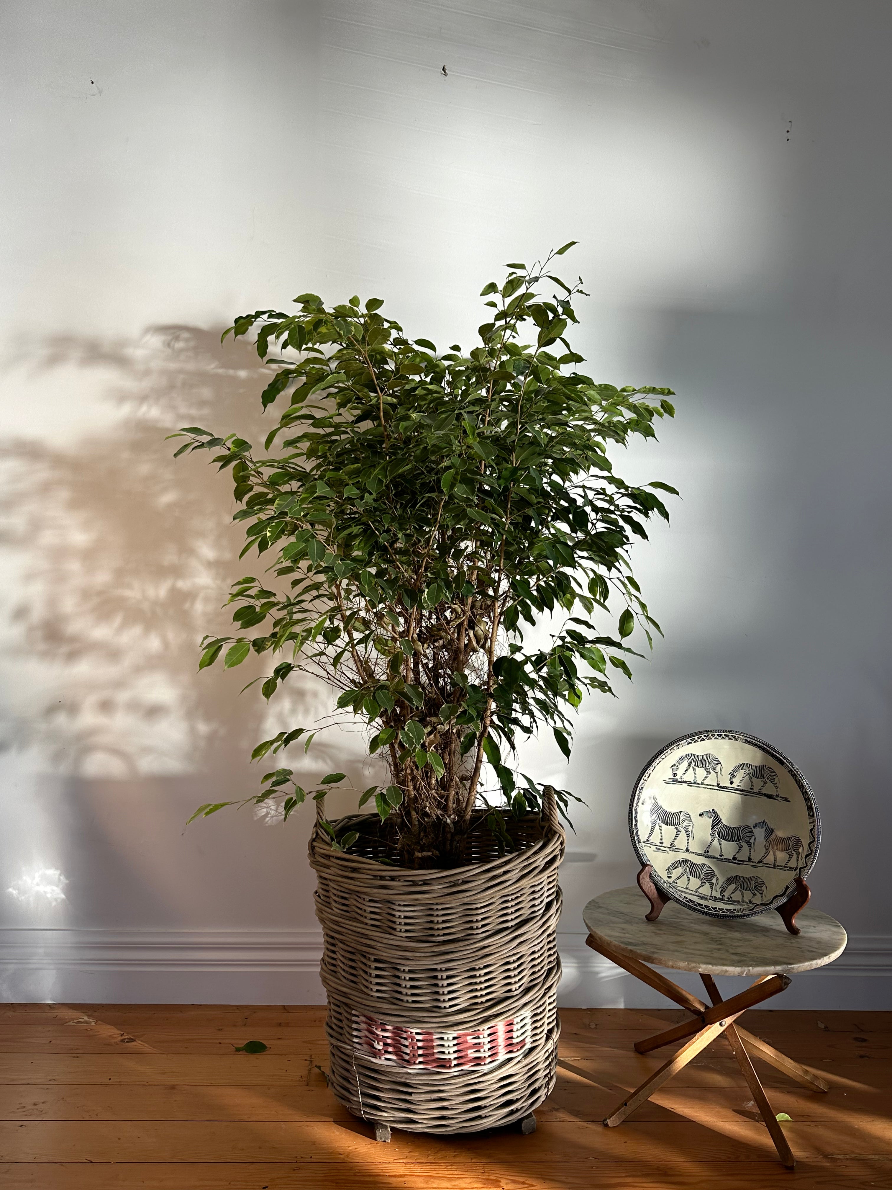 Ficus Benjamina variegated (Weeping Fig) Extra Large