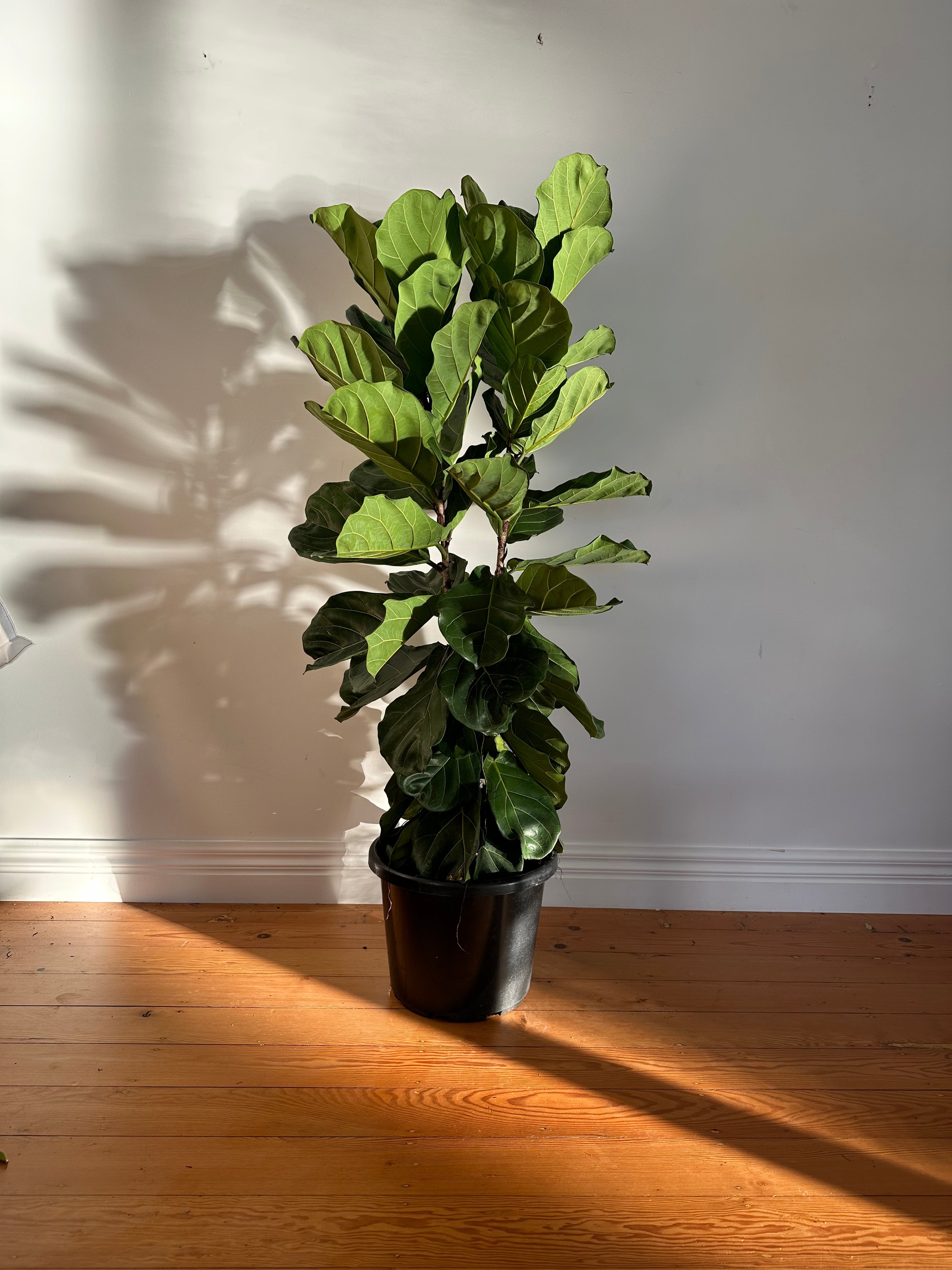 Ficus lyrata (Fiddle Leaf Fig) Extra Large