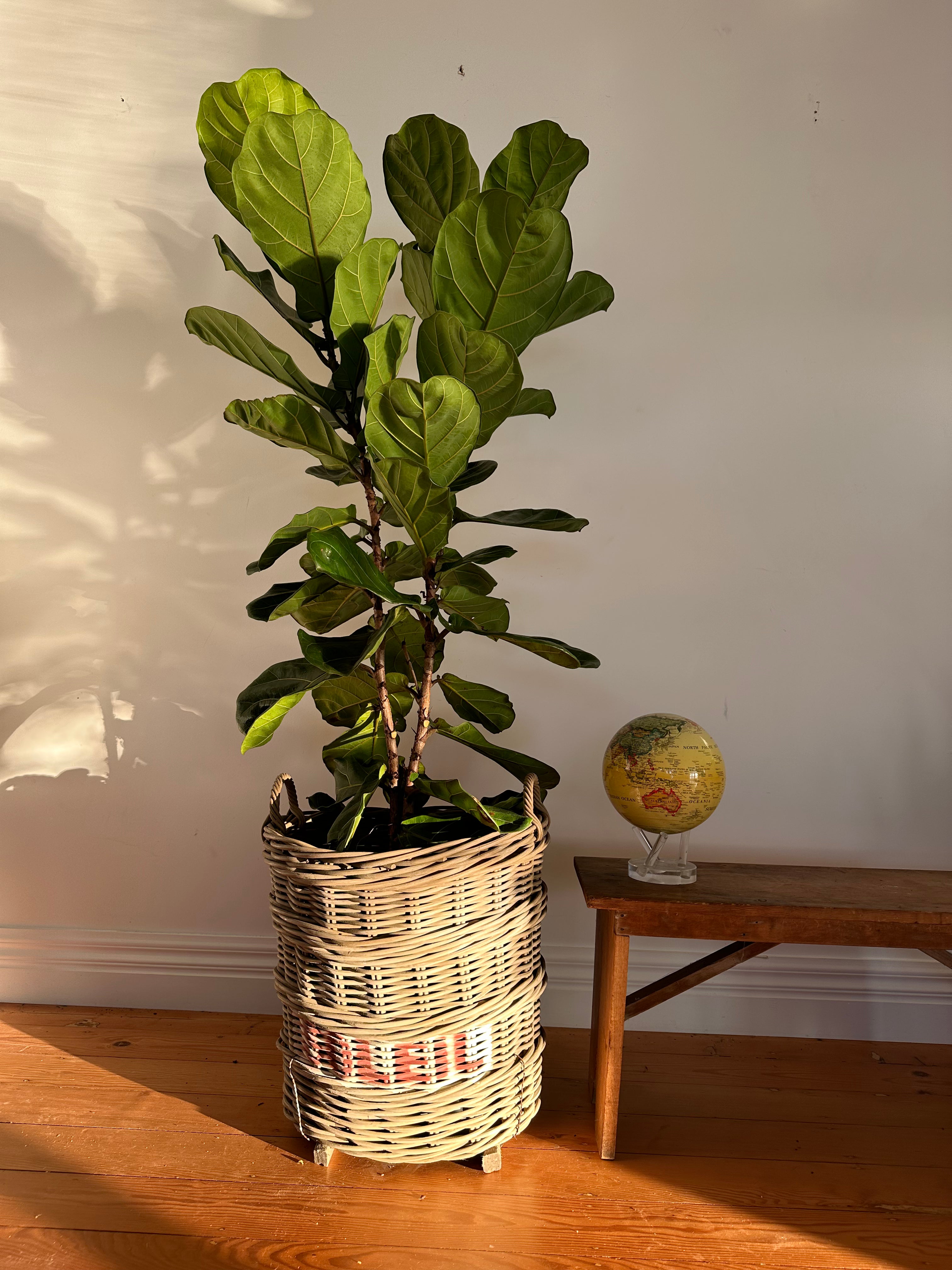 Ficus lyrata (Fiddle Leaf Fig) Extra Large