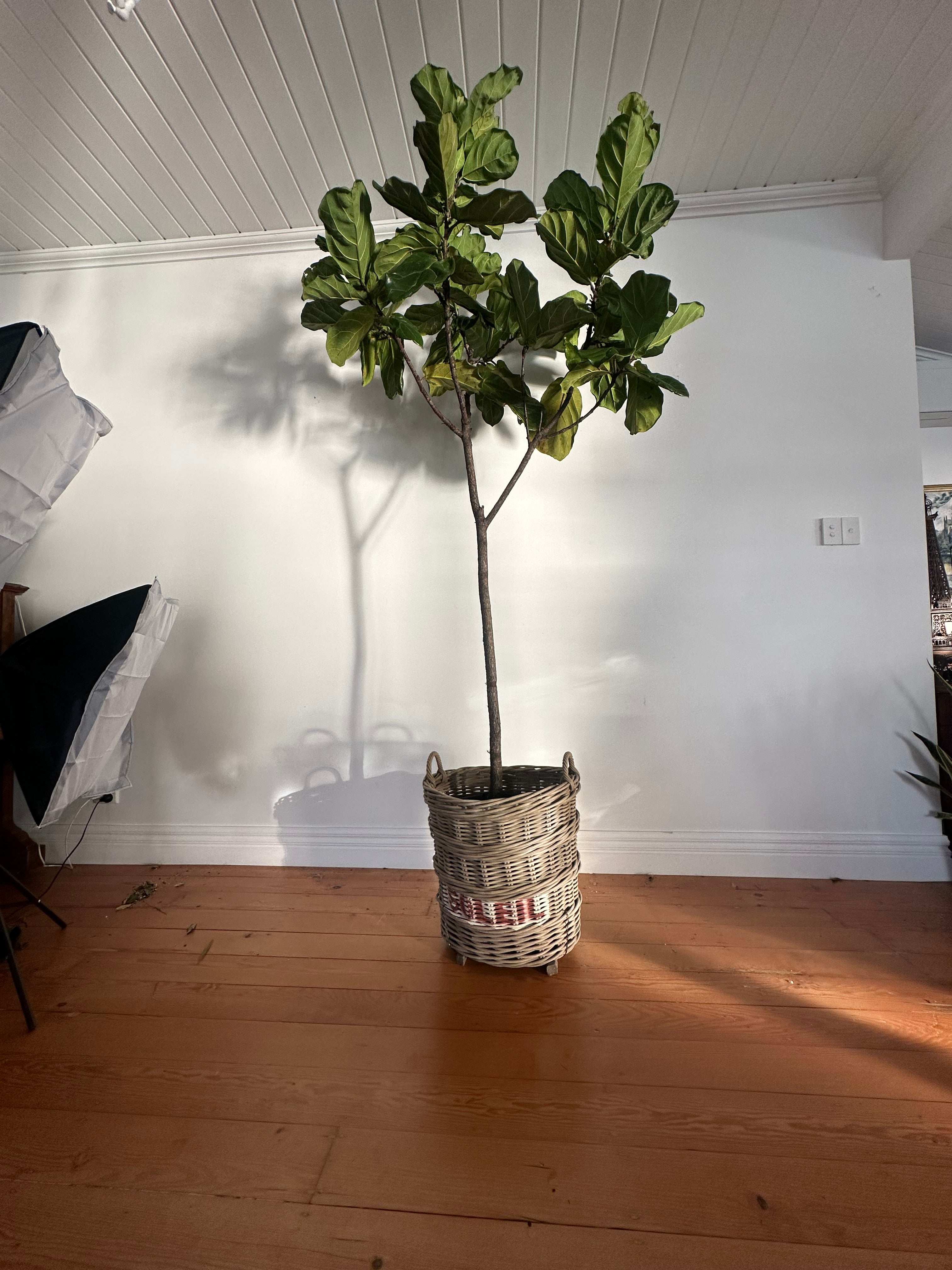 Ficus lyrata (Fiddle Leaf Fig) Living Sculpture – Grand Dame