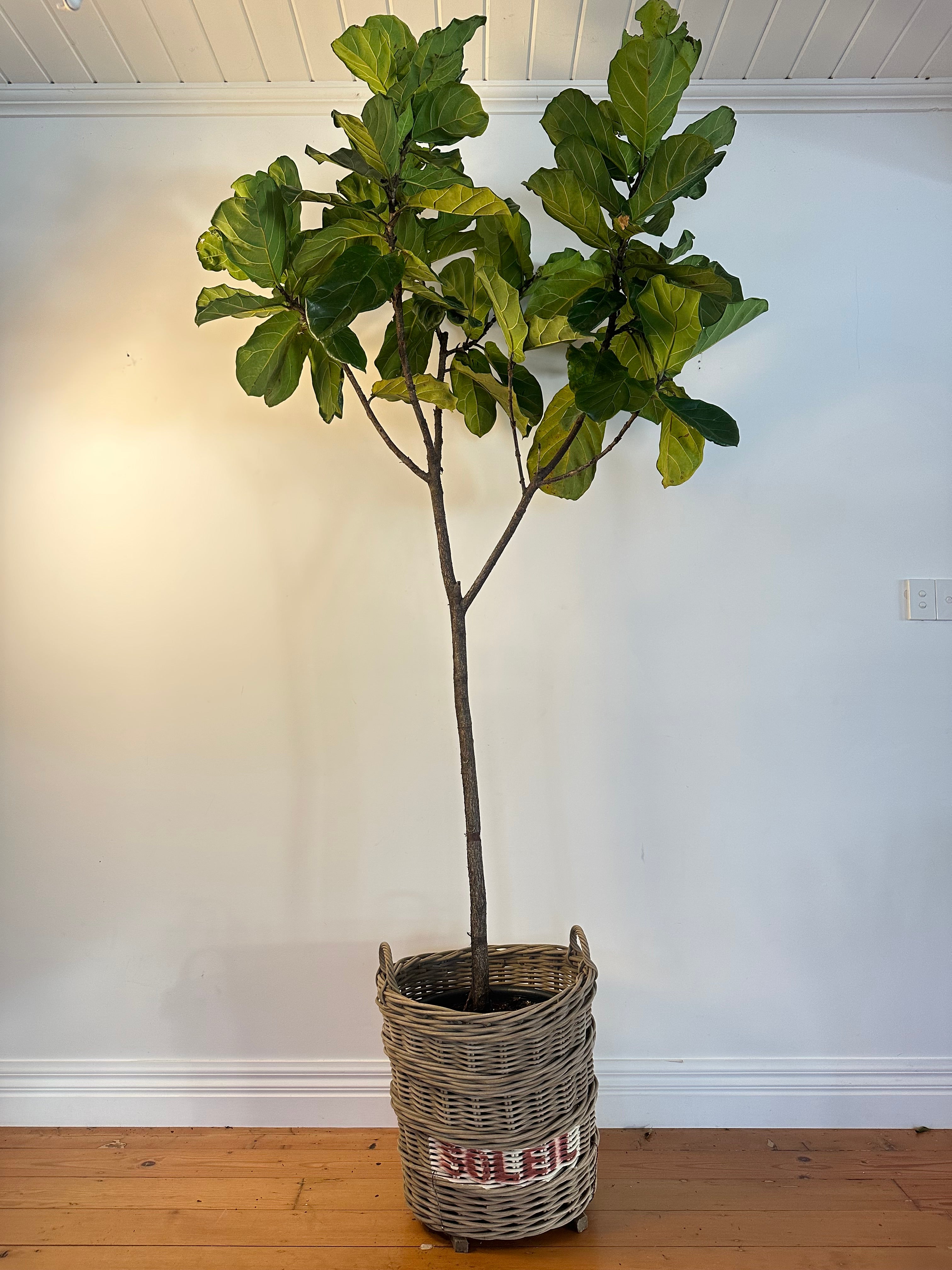 Ficus lyrata (Fiddle Leaf Fig) Living Sculpture – Grand Dame