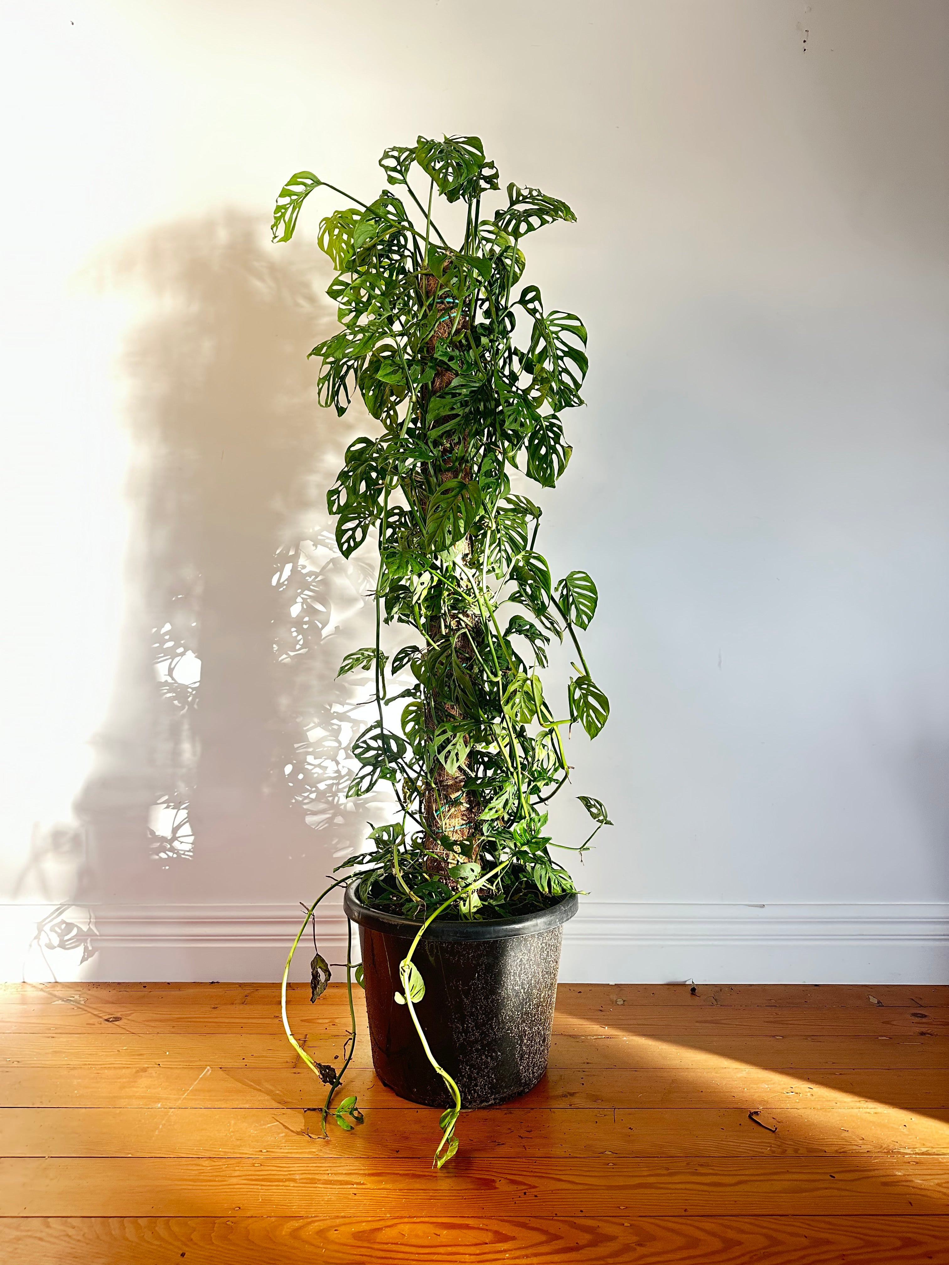 Monstera adansonii (Swiss Cheese Plant) Extra Large Totem