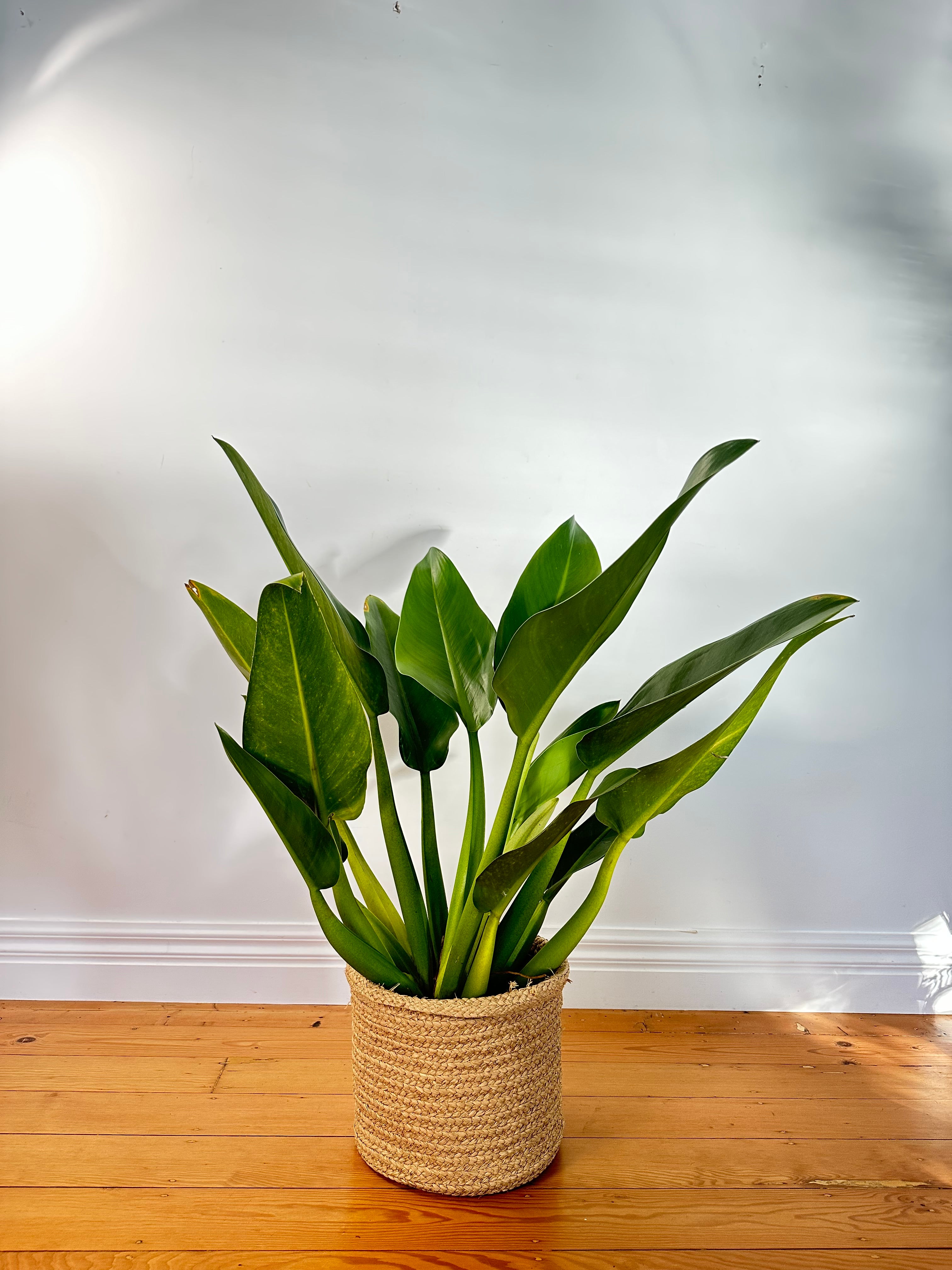 Philodendron martianum (Philodendron fat boy)