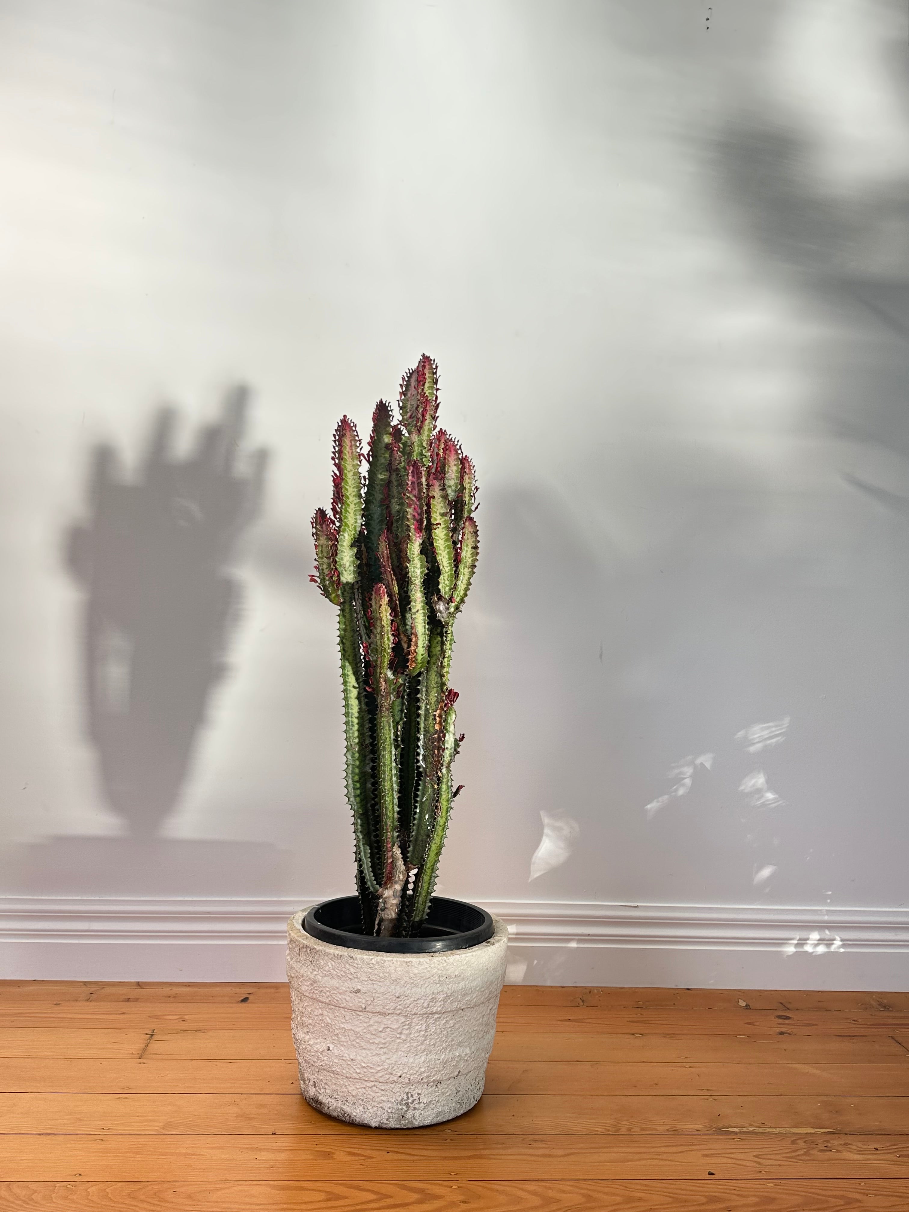 Euphorbia trigona Red(African Milk Tree) Large