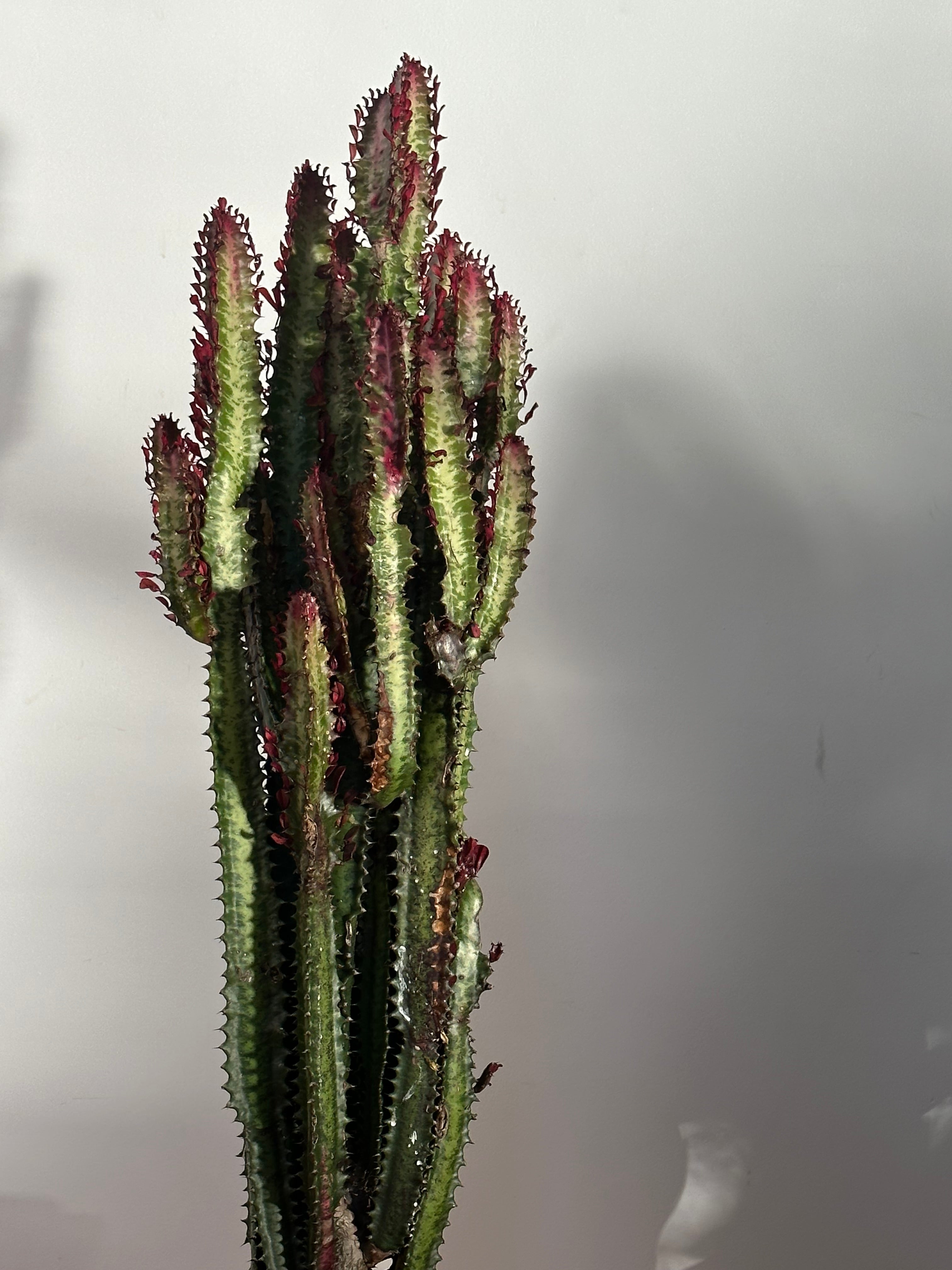 Euphorbia trigona Red(African Milk Tree) Large