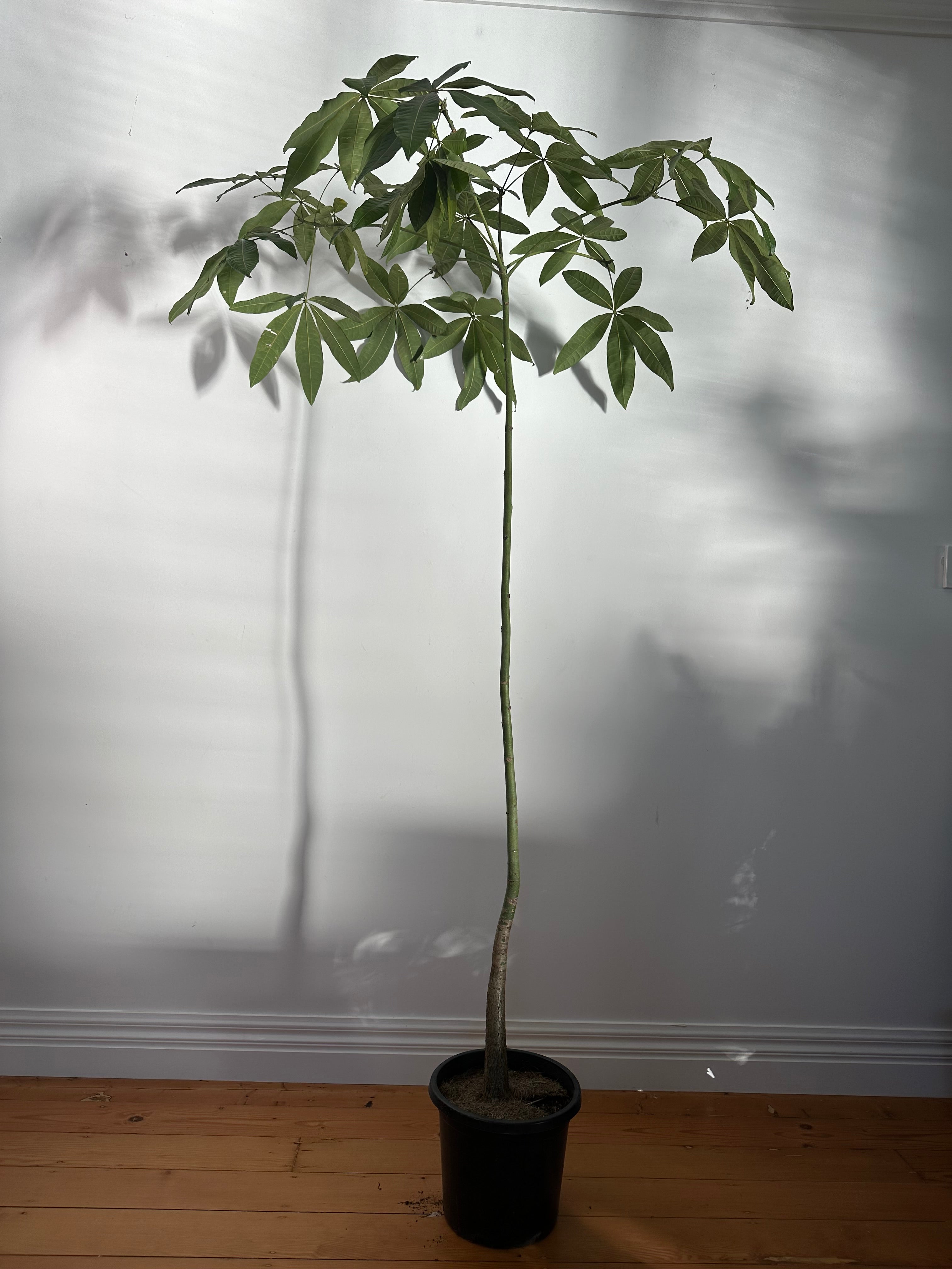 Pachira aquatica (Money Tree) Living Sculpture – Specimen 2