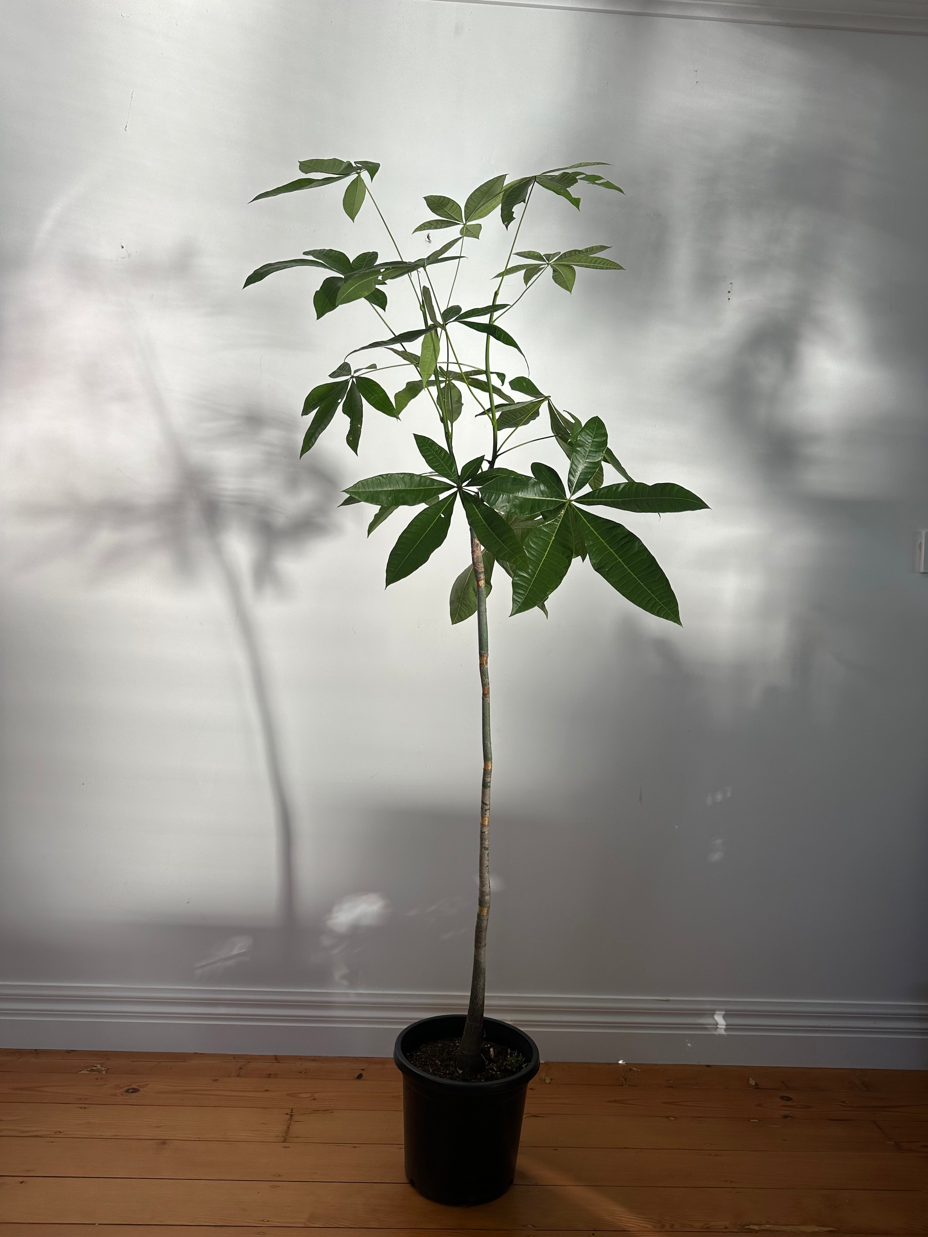 Pachira aquatica (Money Tree) Living Sculpture – Specimen 3