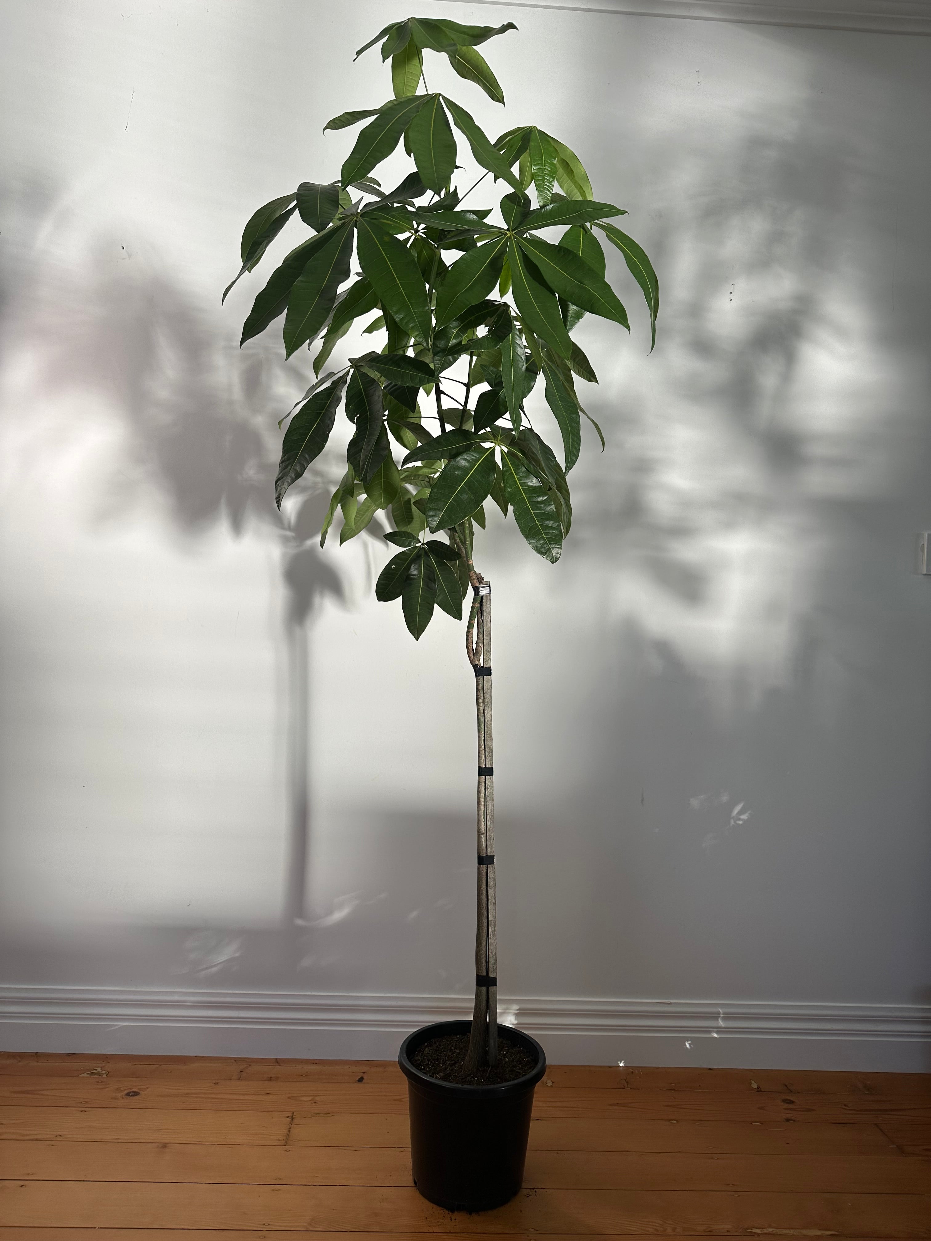 Pachira aquatica (Money Tree) Living Sculpture – Specimen 1