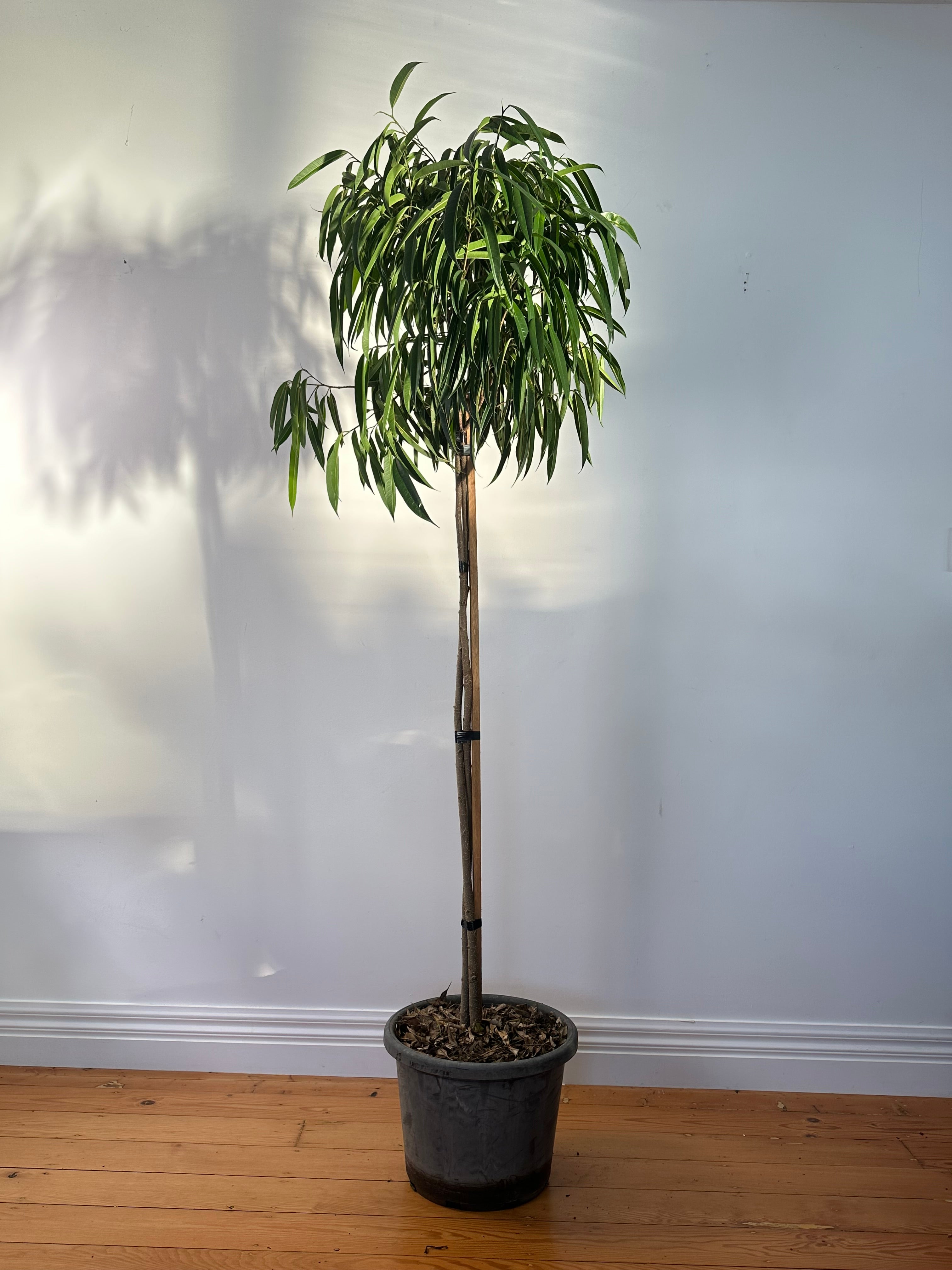 Ficus alii (Banana Leaf Fig) Living Sculpture - Specimen 1