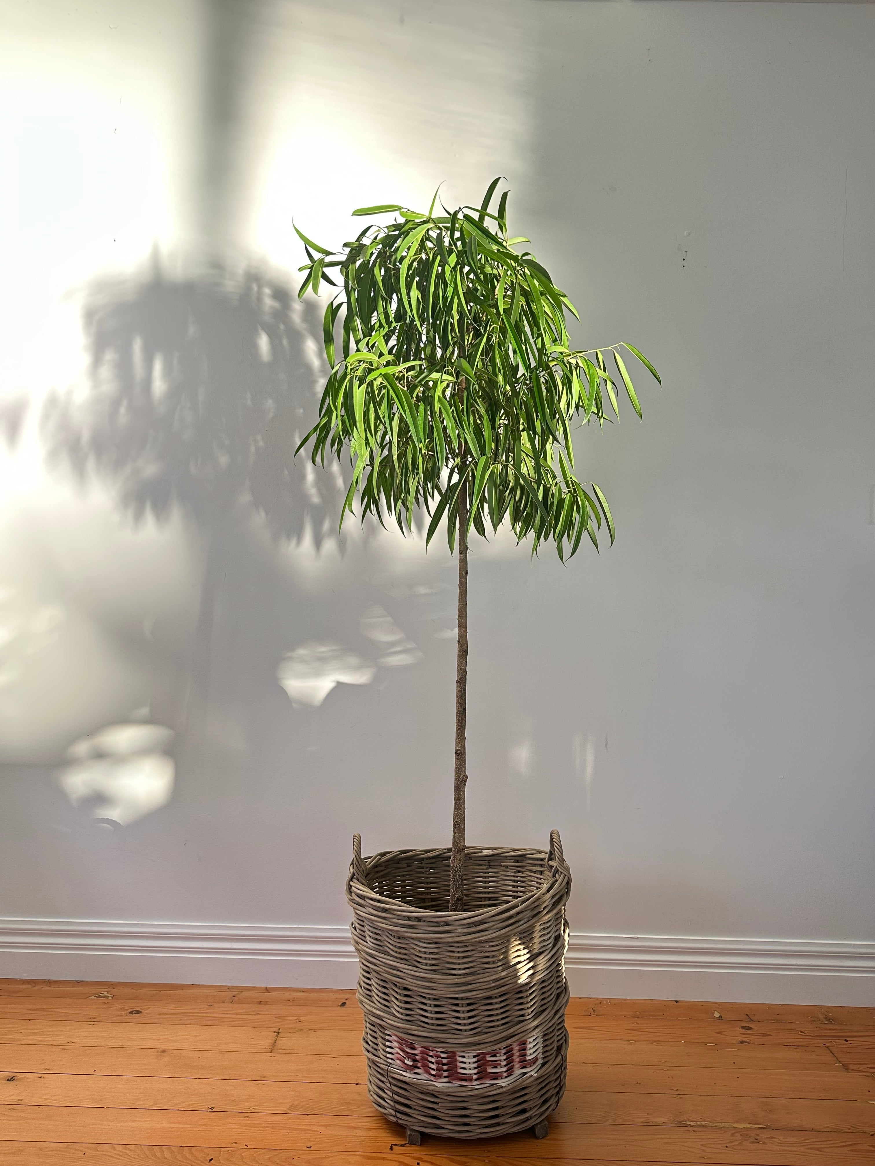 Ficus alii (Banana Leaf Fig) Living Sculpture - Specimen 2