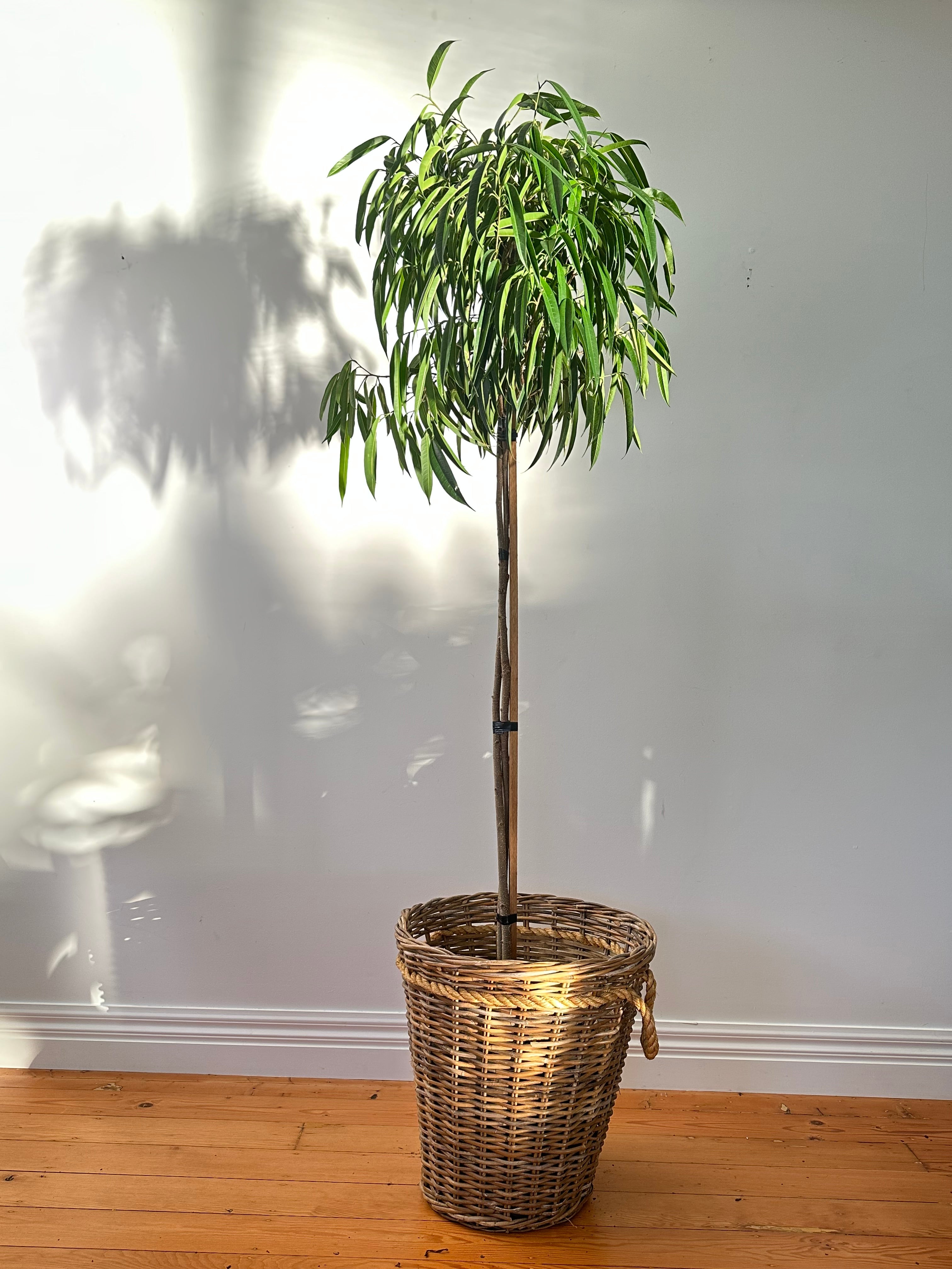 Ficus alii (Banana Leaf Fig) Living Sculpture - Specimen 1