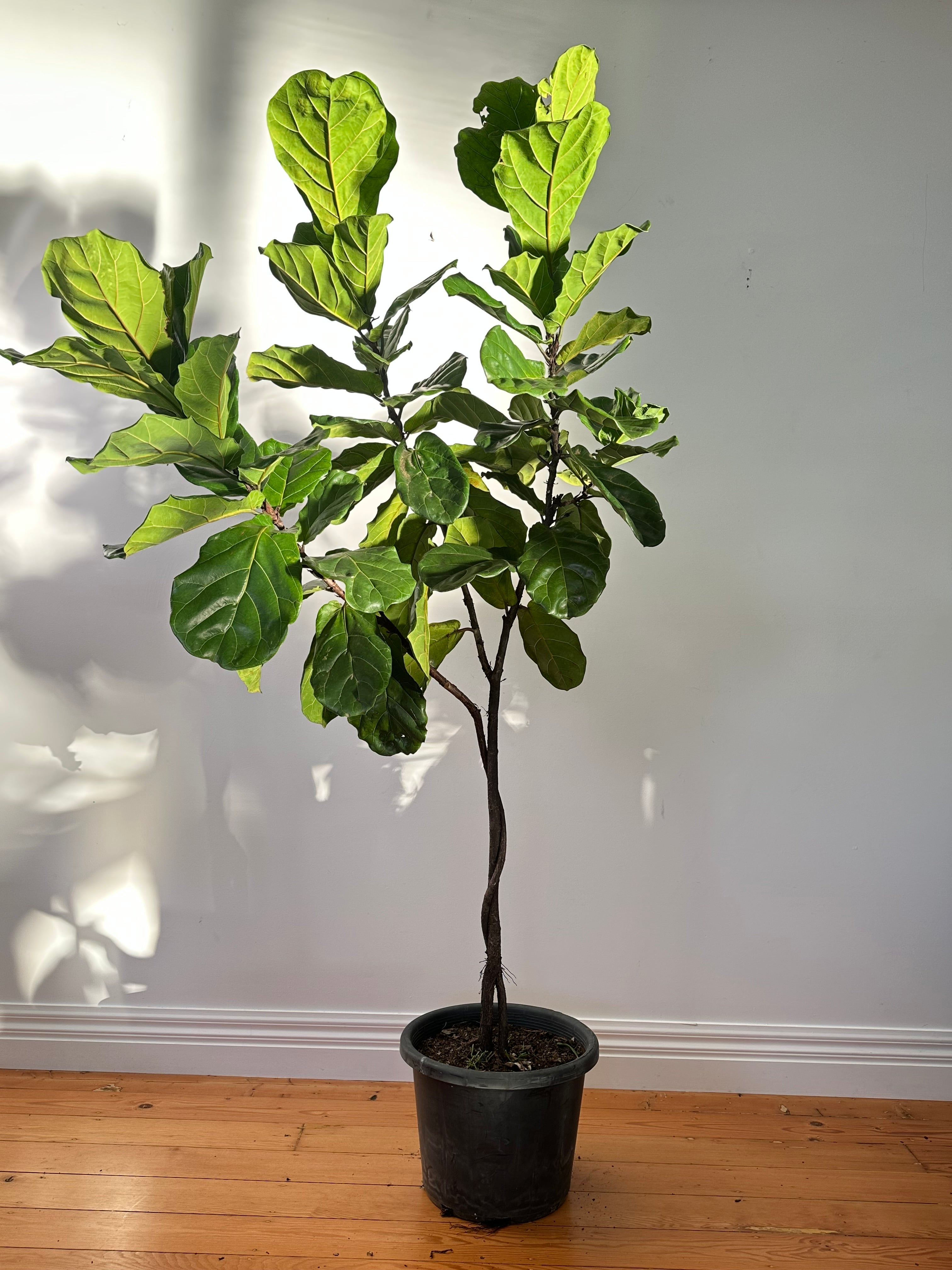 Ficus lyrata (Fiddle Leaf Fig) Living Sculpture – Plaited trunk